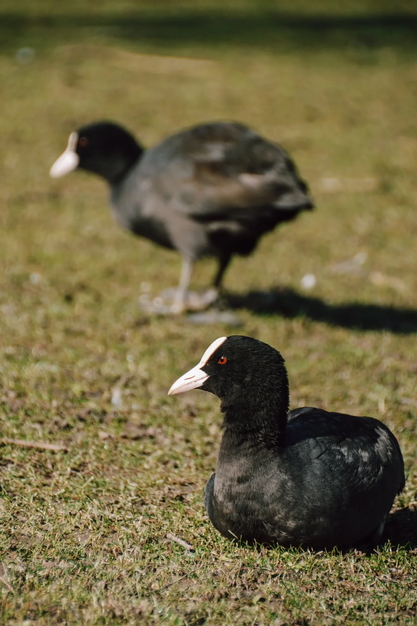 eurasian coot - we call them taubenraucher!