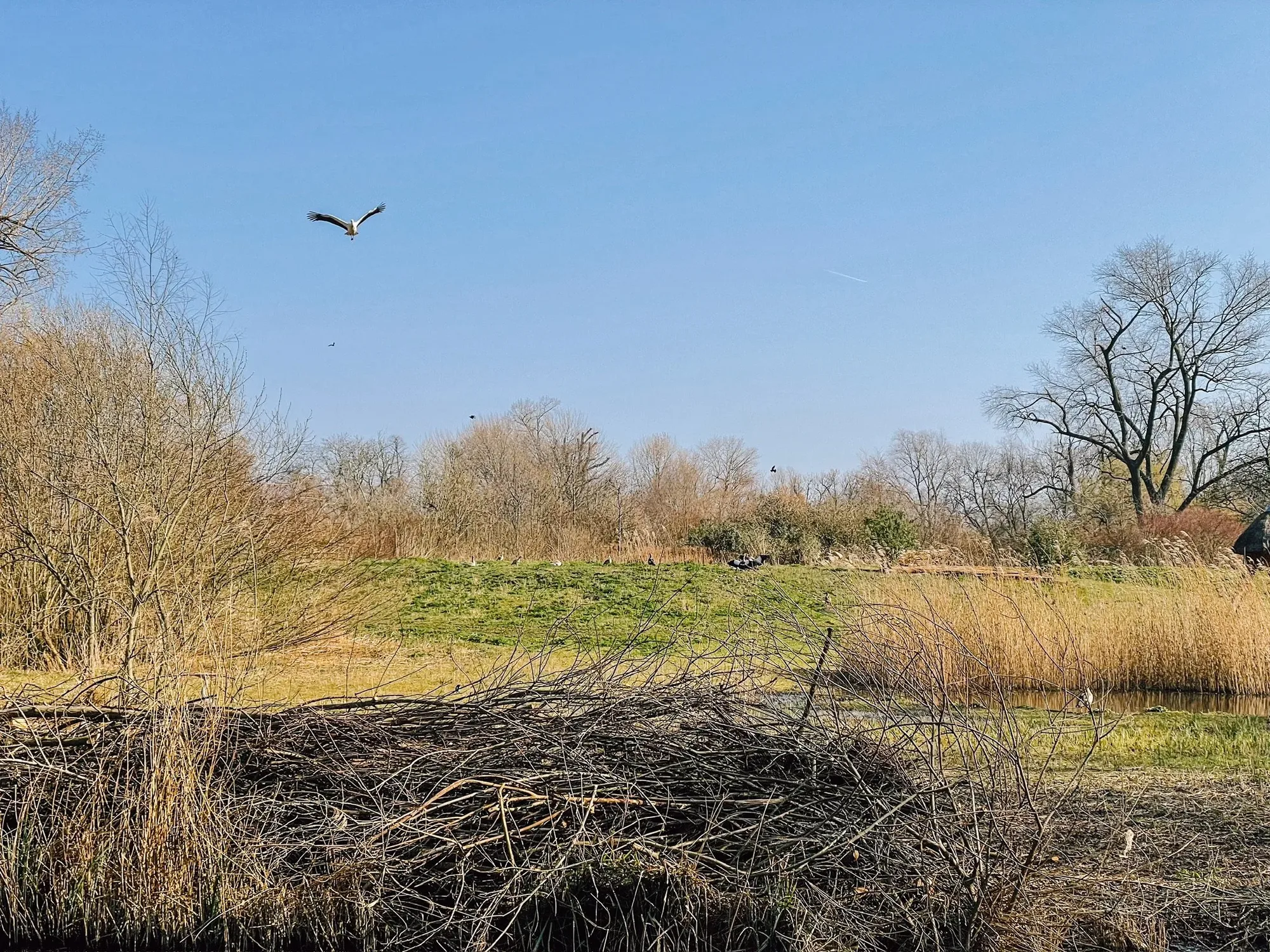 a flying stork in a protected area inside vondelpark