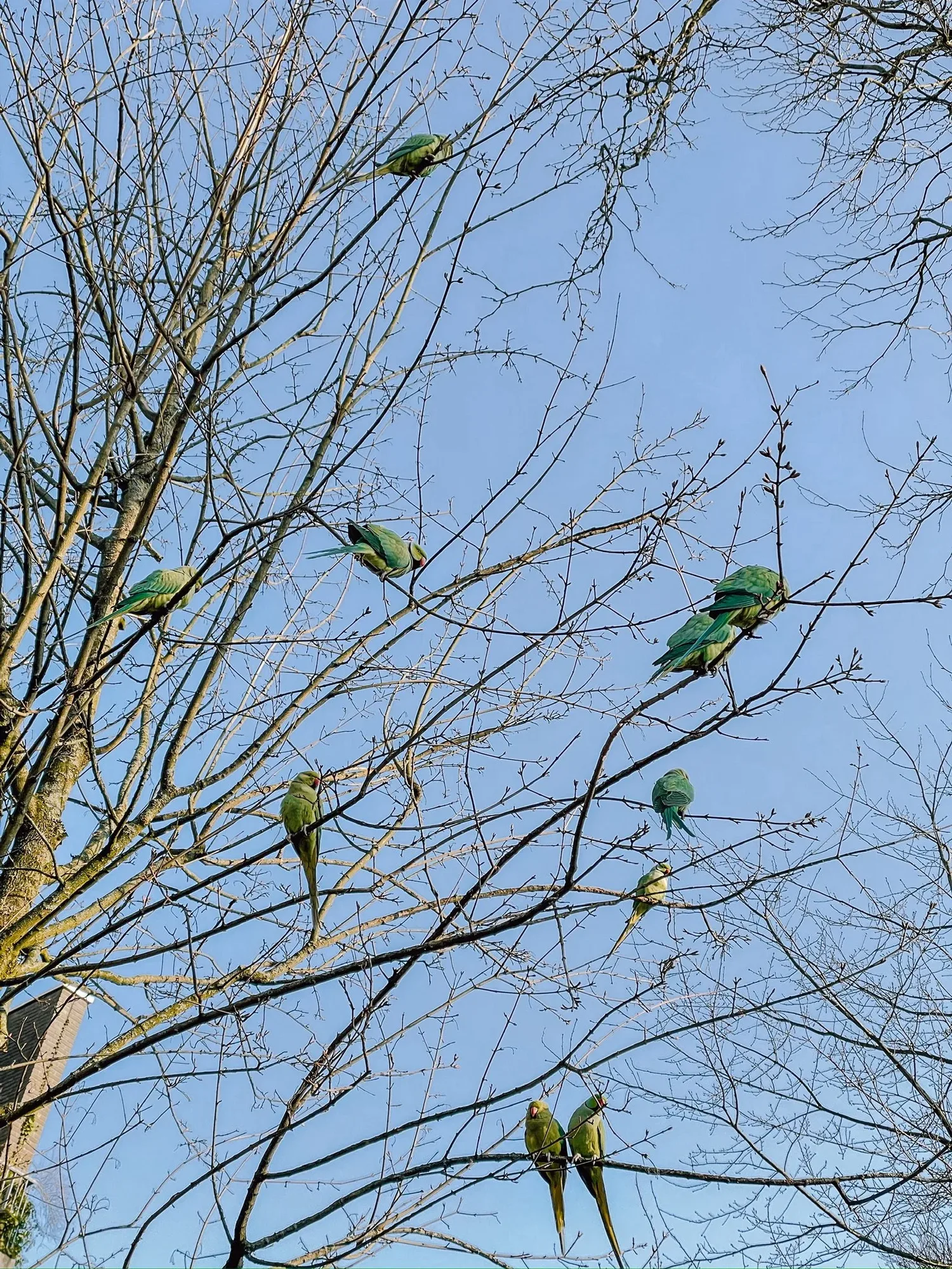 ten parakeets in oosterpark on a tree