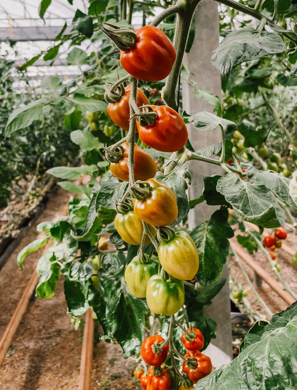 tomatoes in the middle of their growing journey