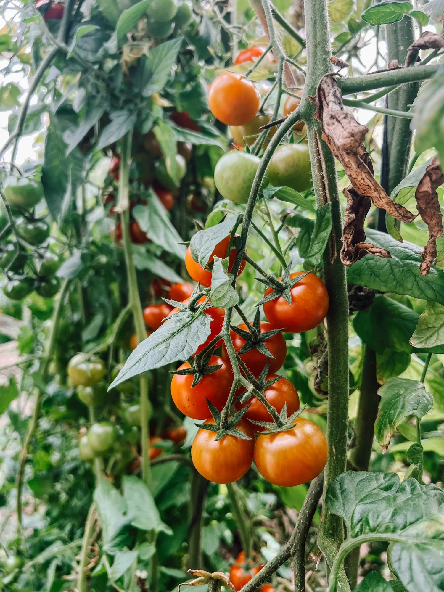 fresh little tomatoes