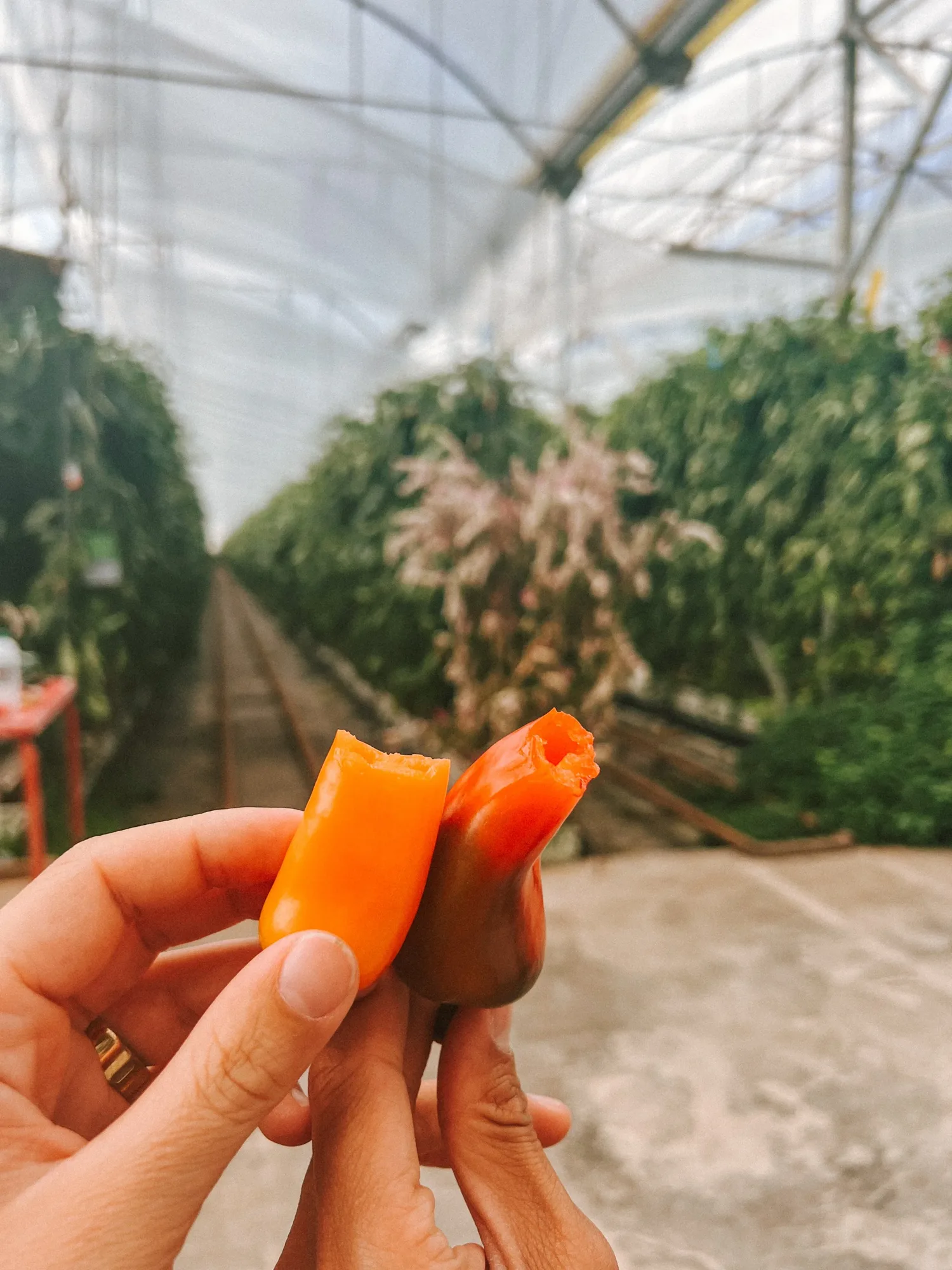 freshly picked peppers straight from the plant