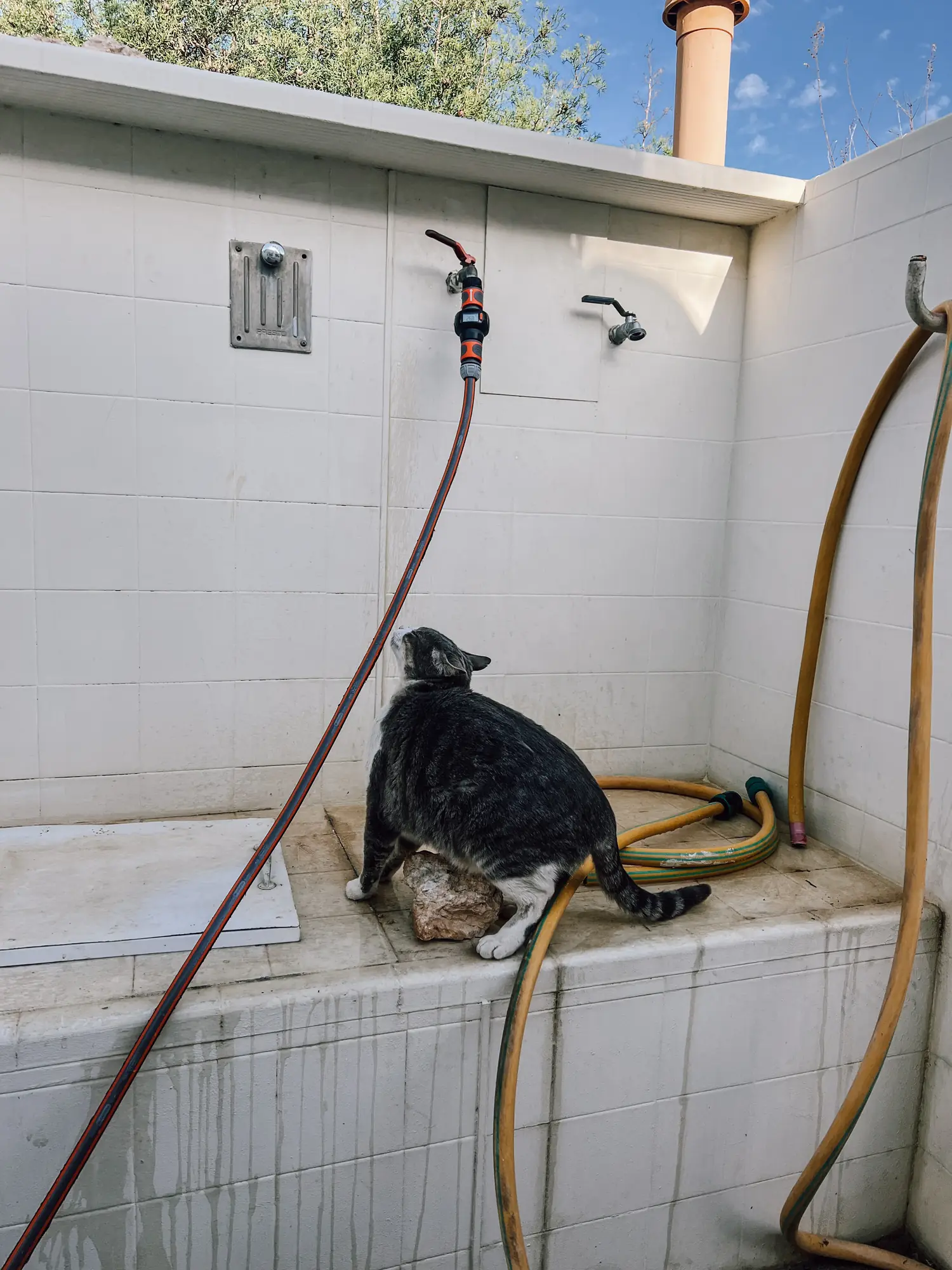 a public water point with two taps, hoses and a cat sitting on the ledge