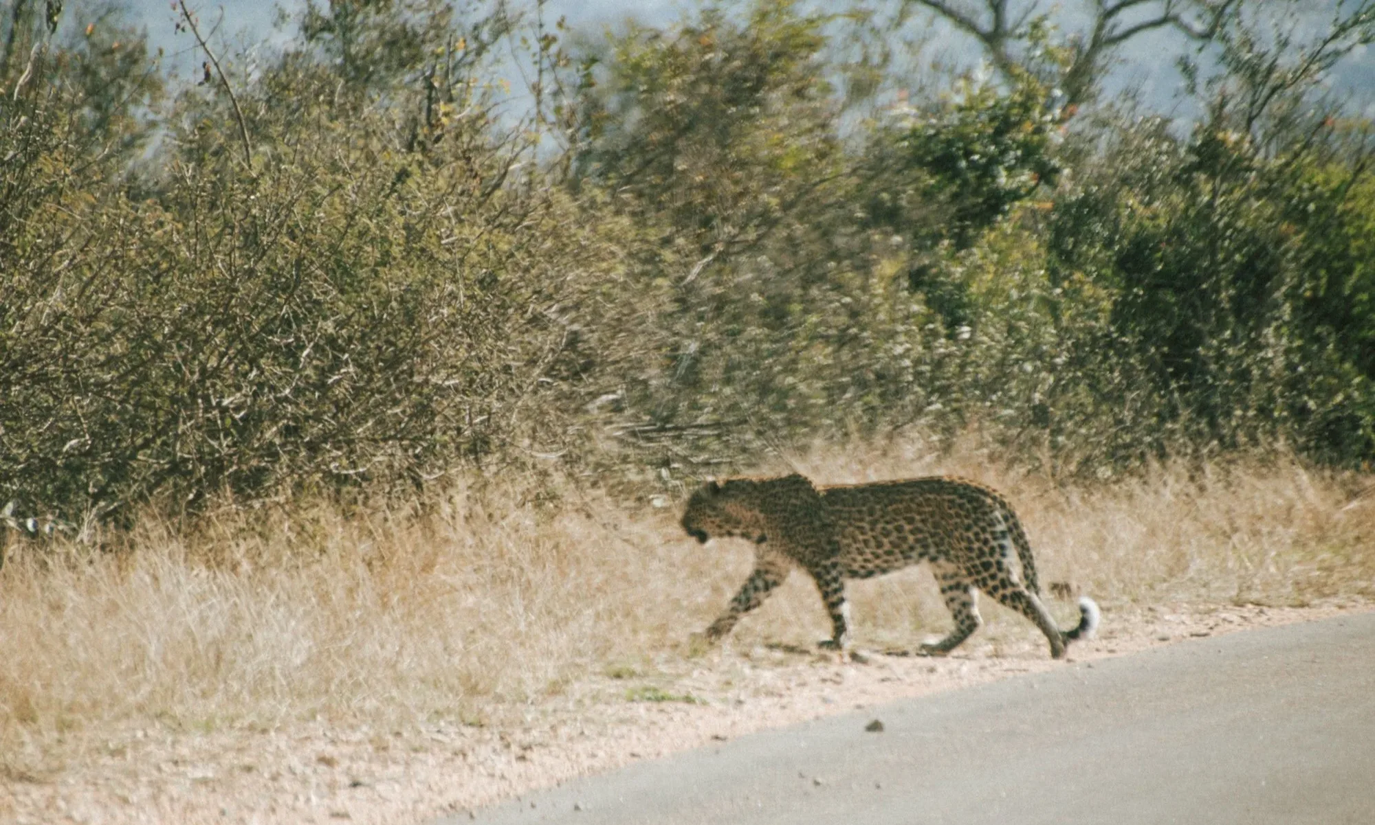 the leopard was the first animal we saw after we entered the national park