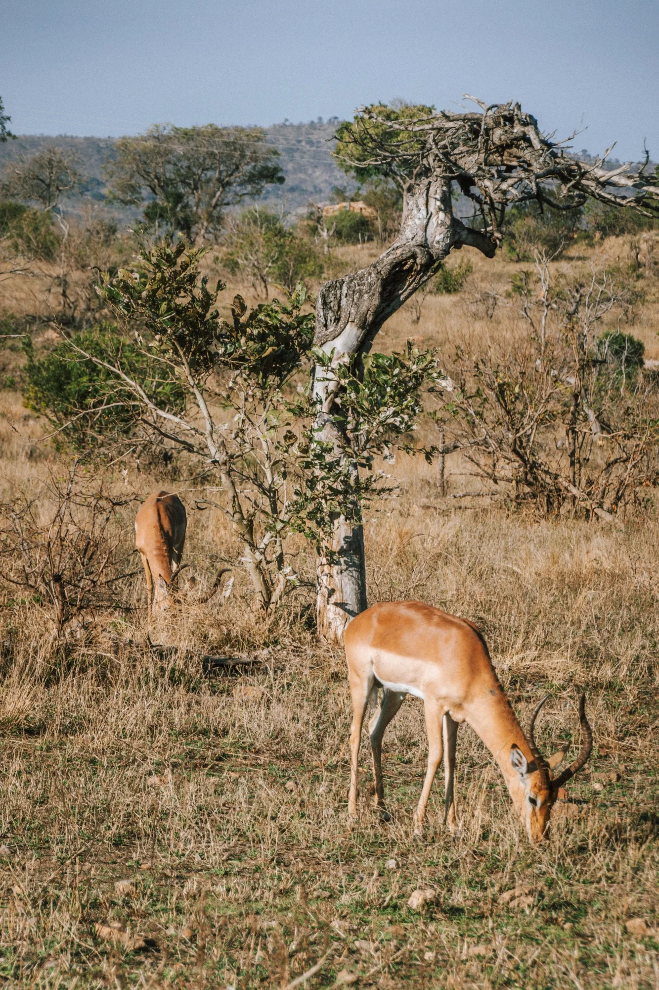 two impalas in the bush