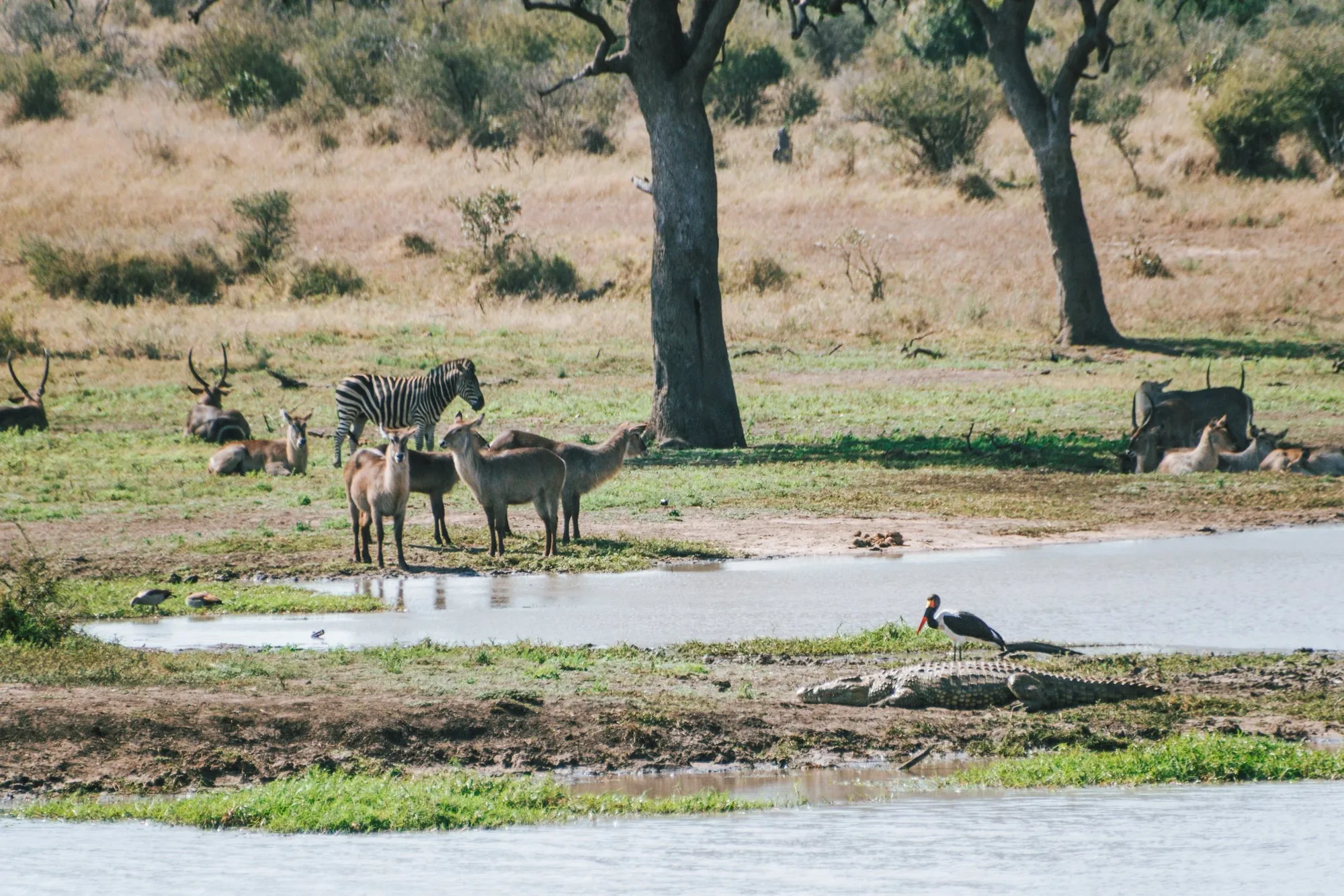 a high density of animals near the water. it is so much greener!