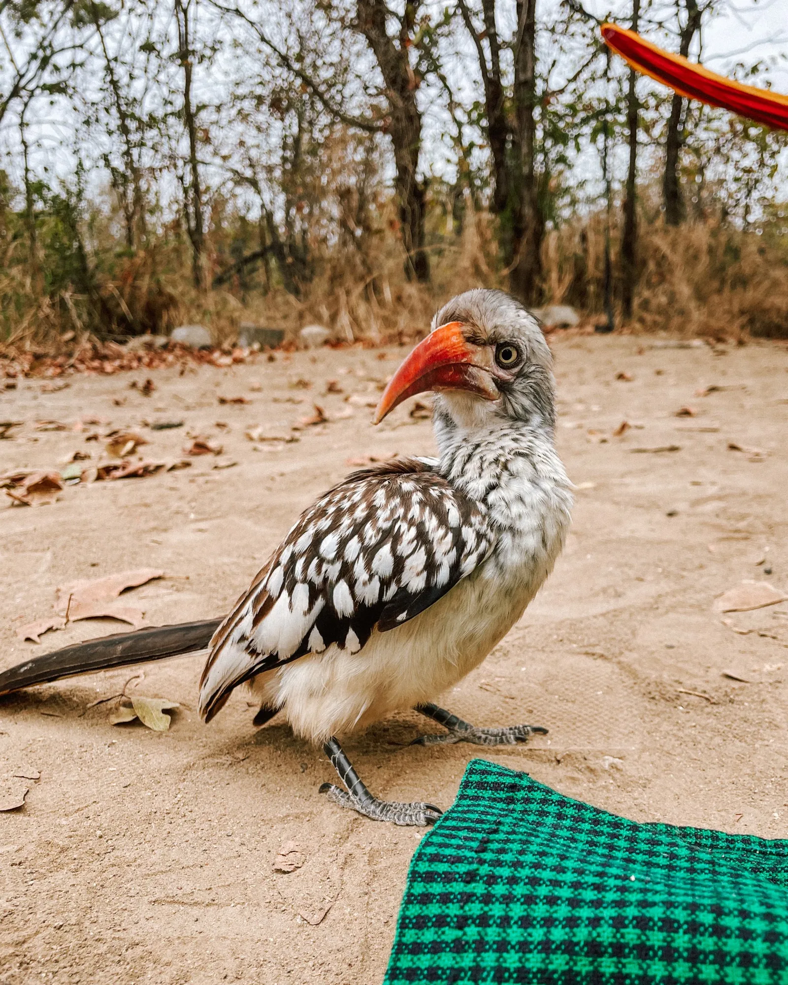a red-billed hornbill in our camp