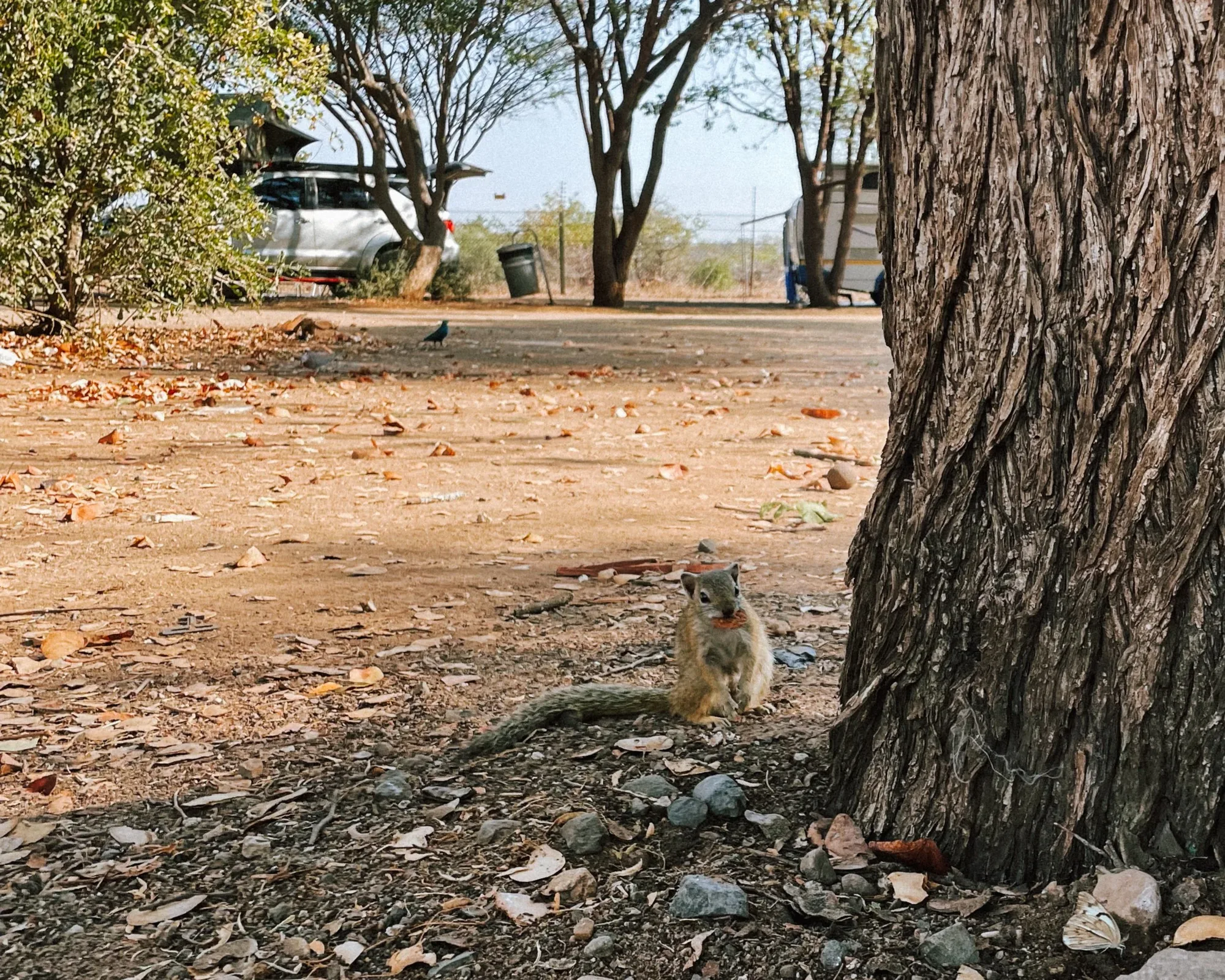 an innocent looking african bush squirrel in the camp stealing cookies!