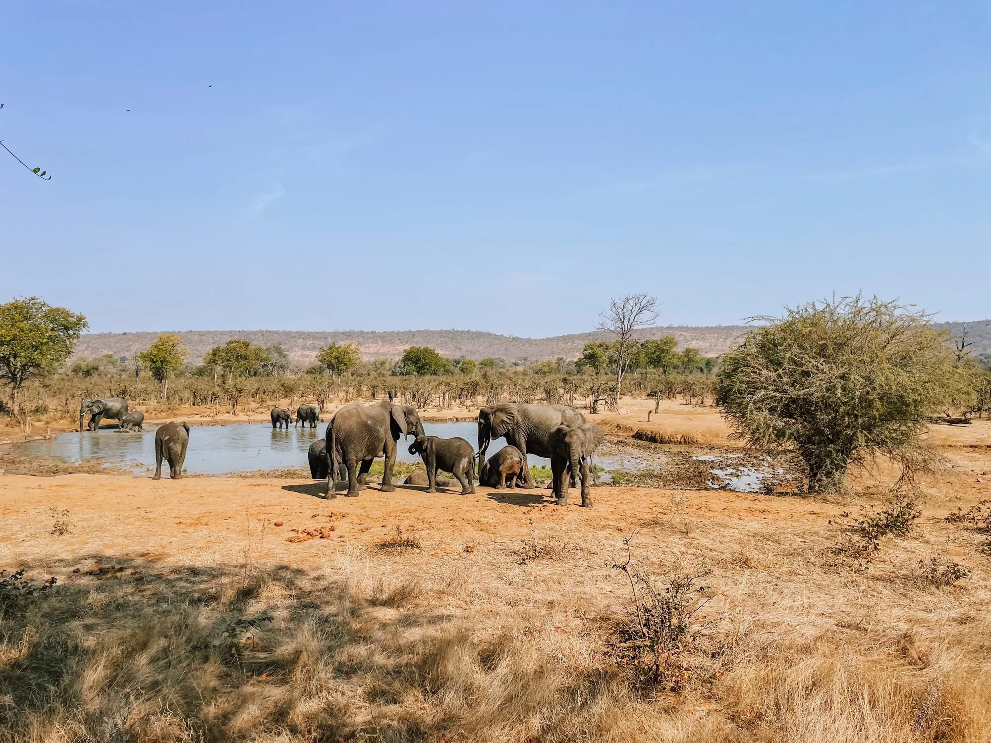 elephants drinking at a water hole