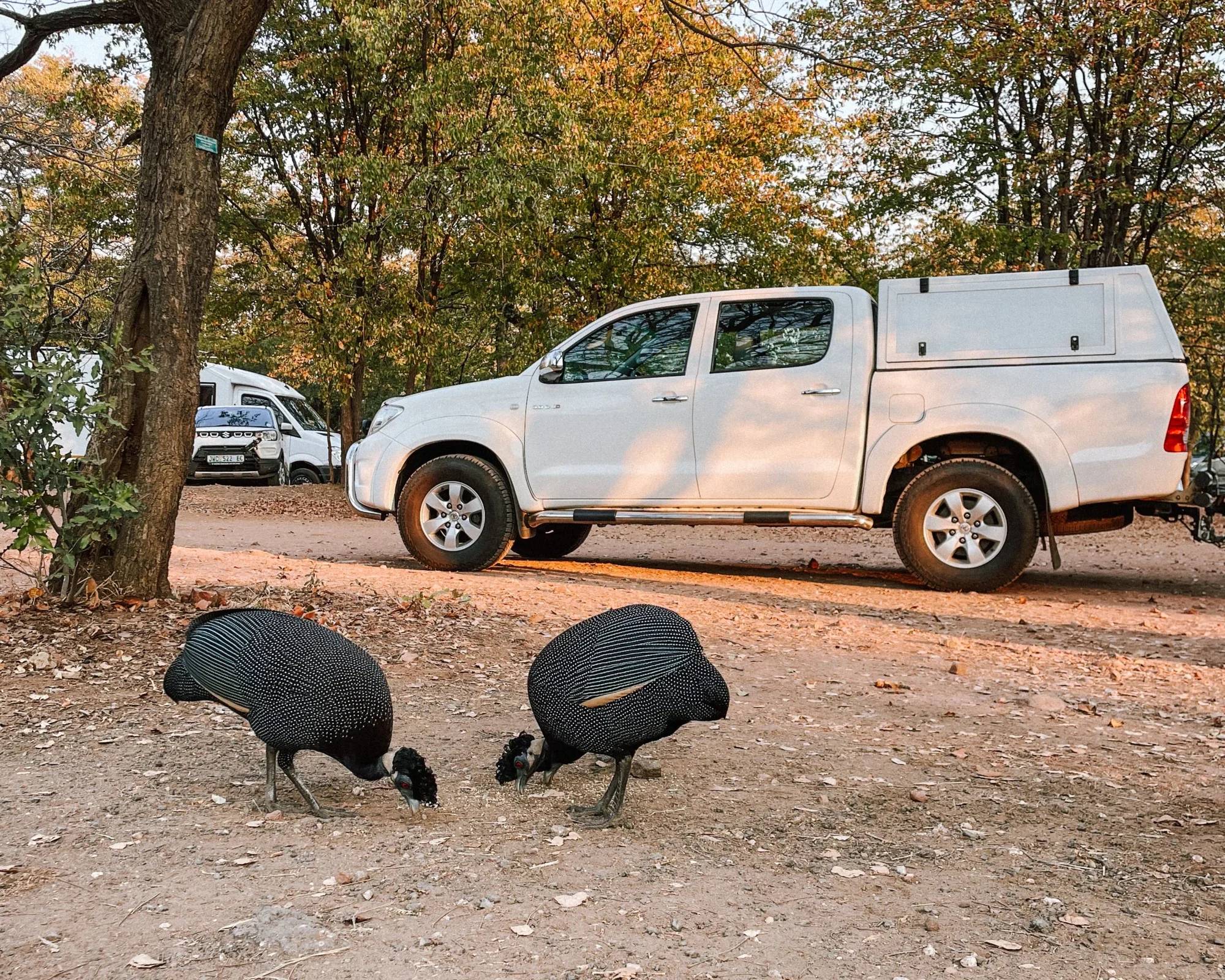 crested guineafowls in punda maria rest camp