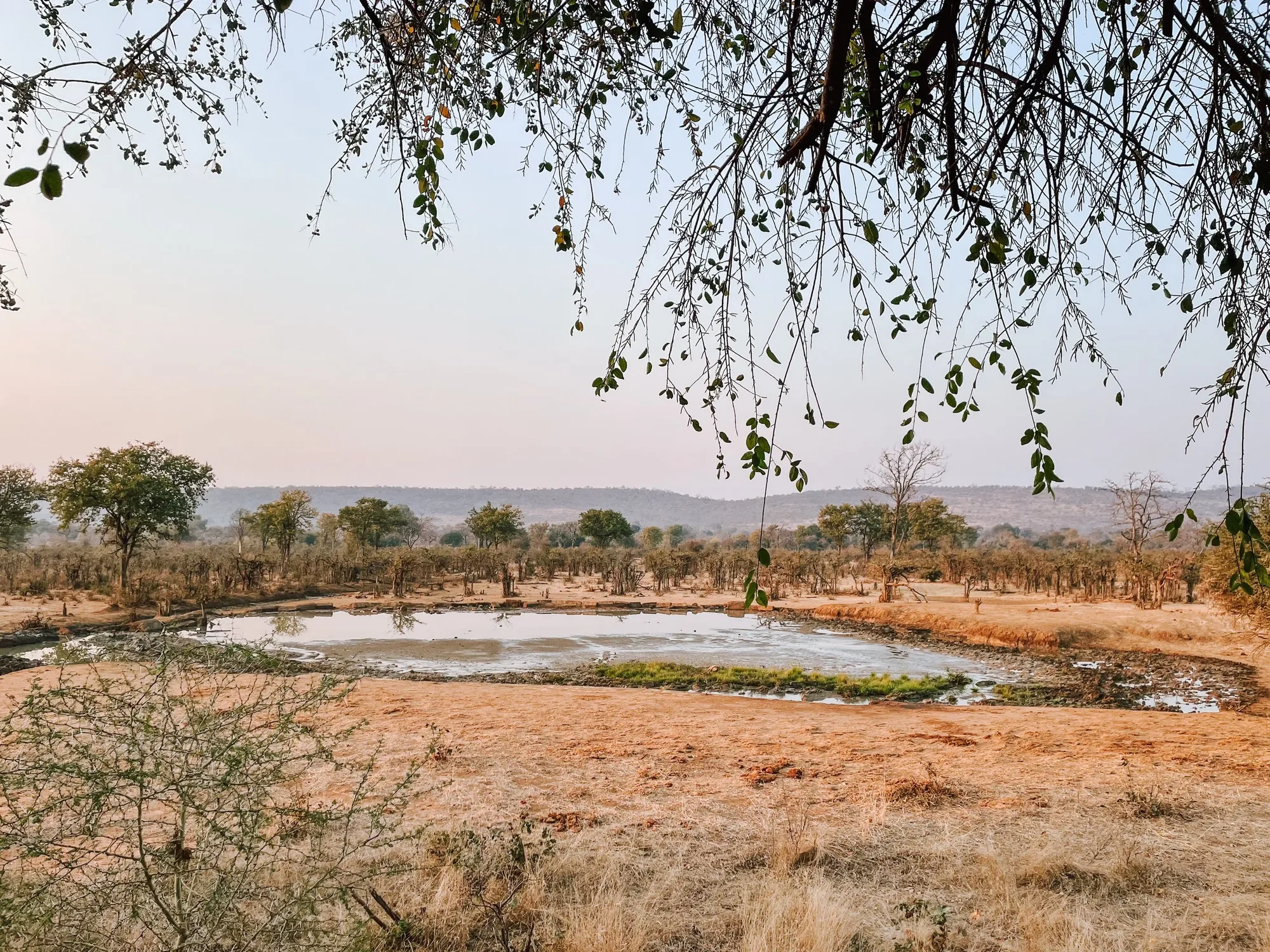same water hole, different time of the day after the elephants left