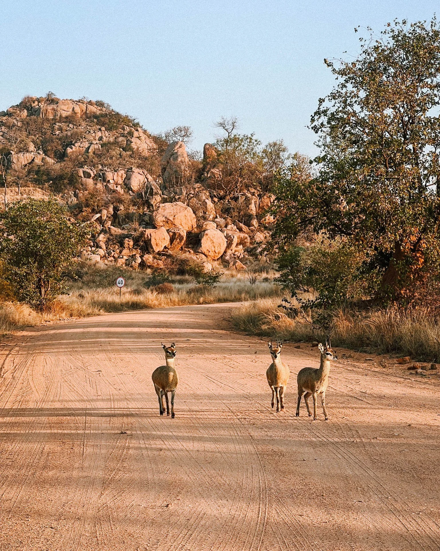 klipspringer on the side of the road