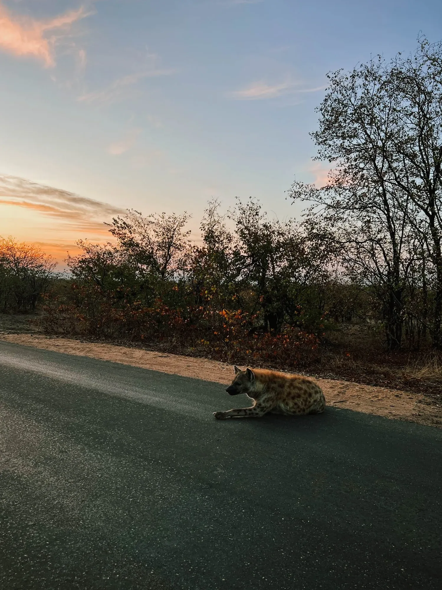 a spotted hyena on the roadside at sunrise. frank's favorite picture