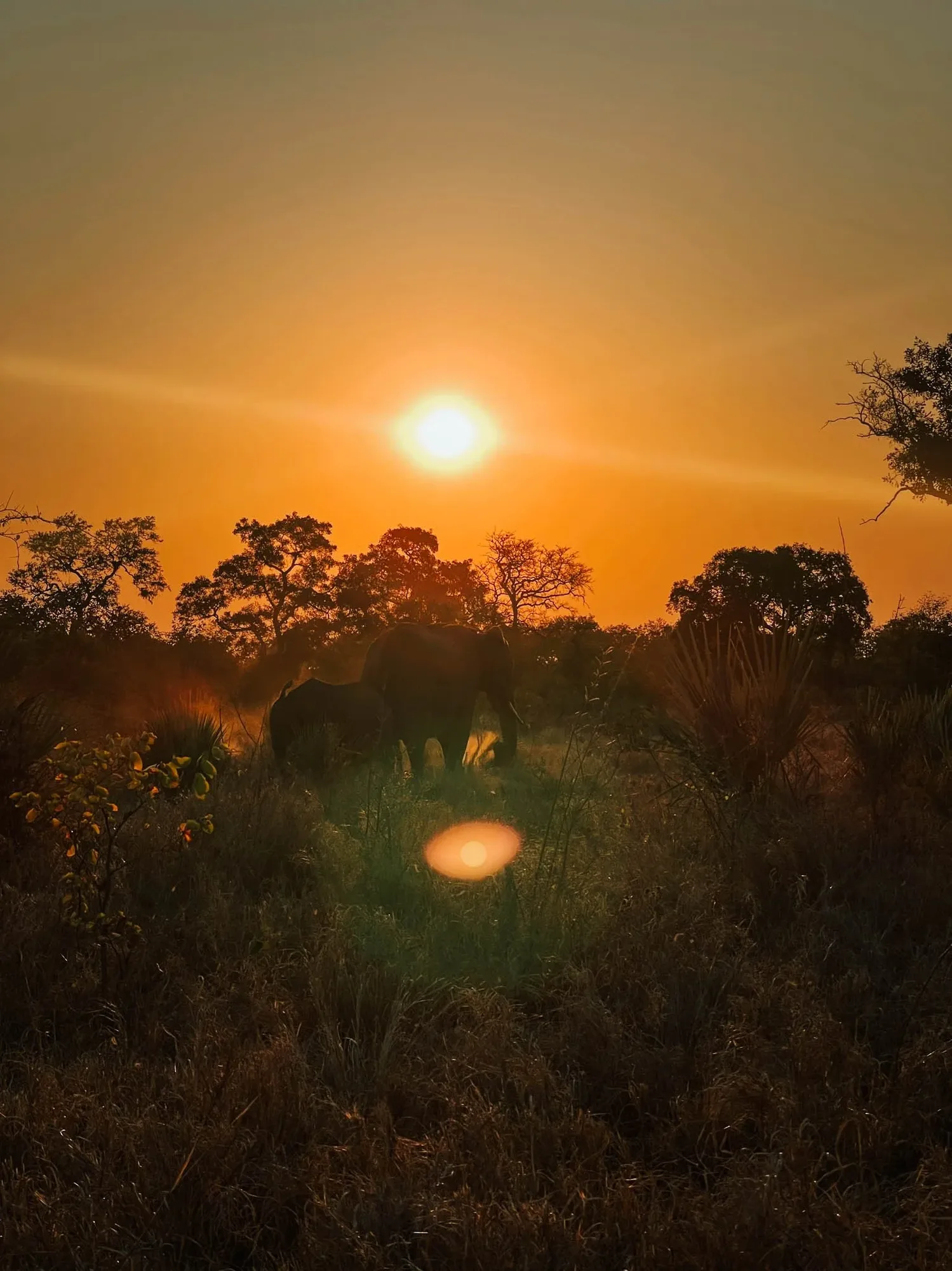two elephants in the red savanna sun