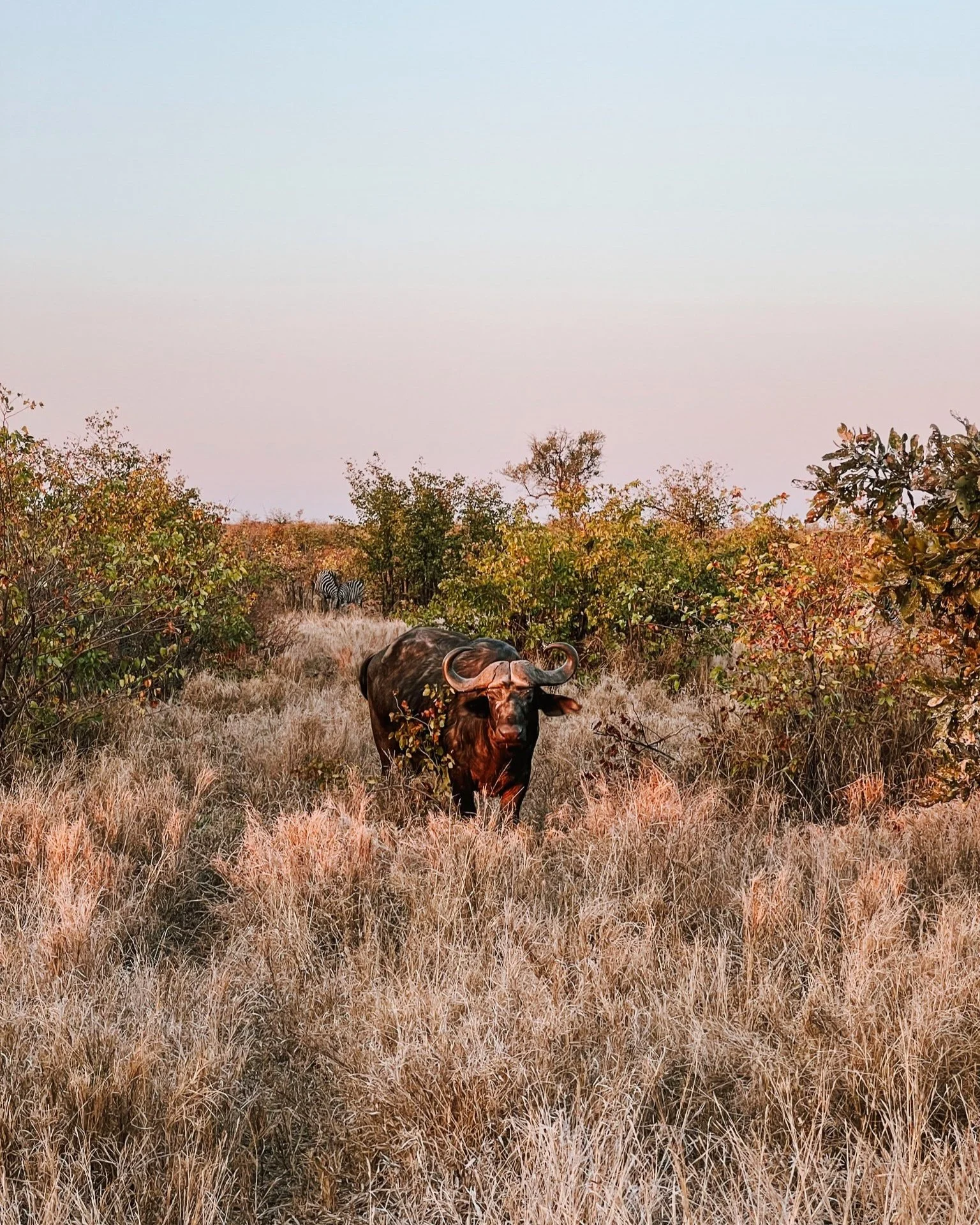 an african buffalo in the grass