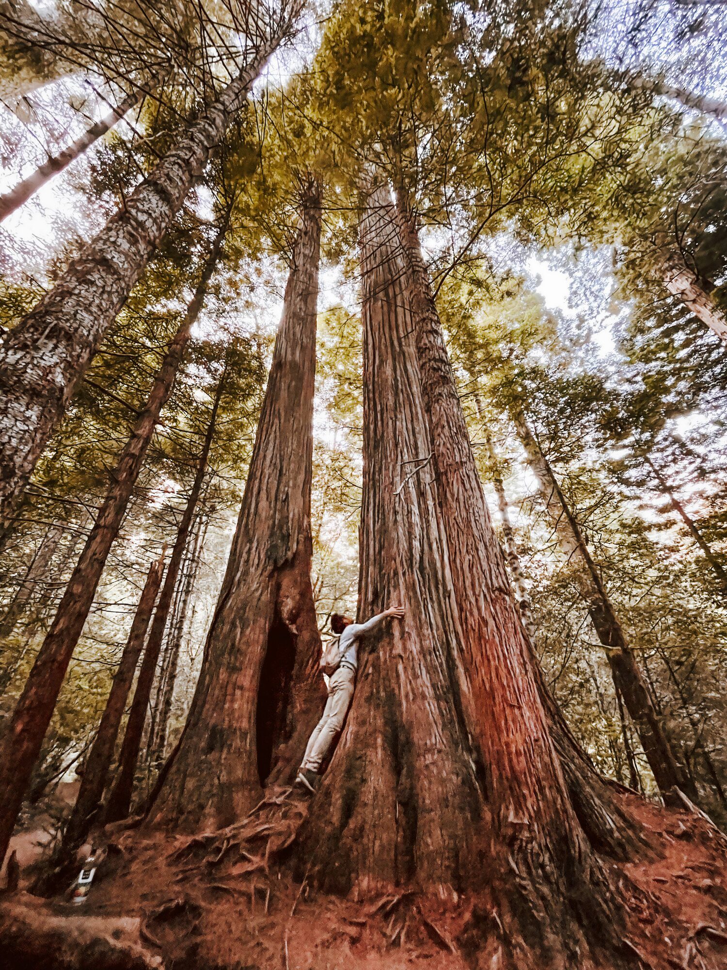 have you hugged a tree this big?