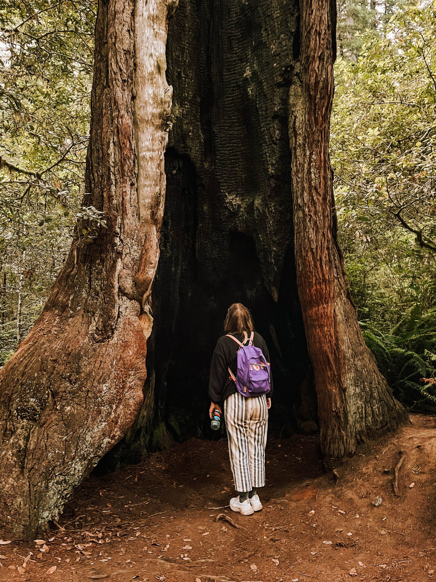 or stood inside a tree?
