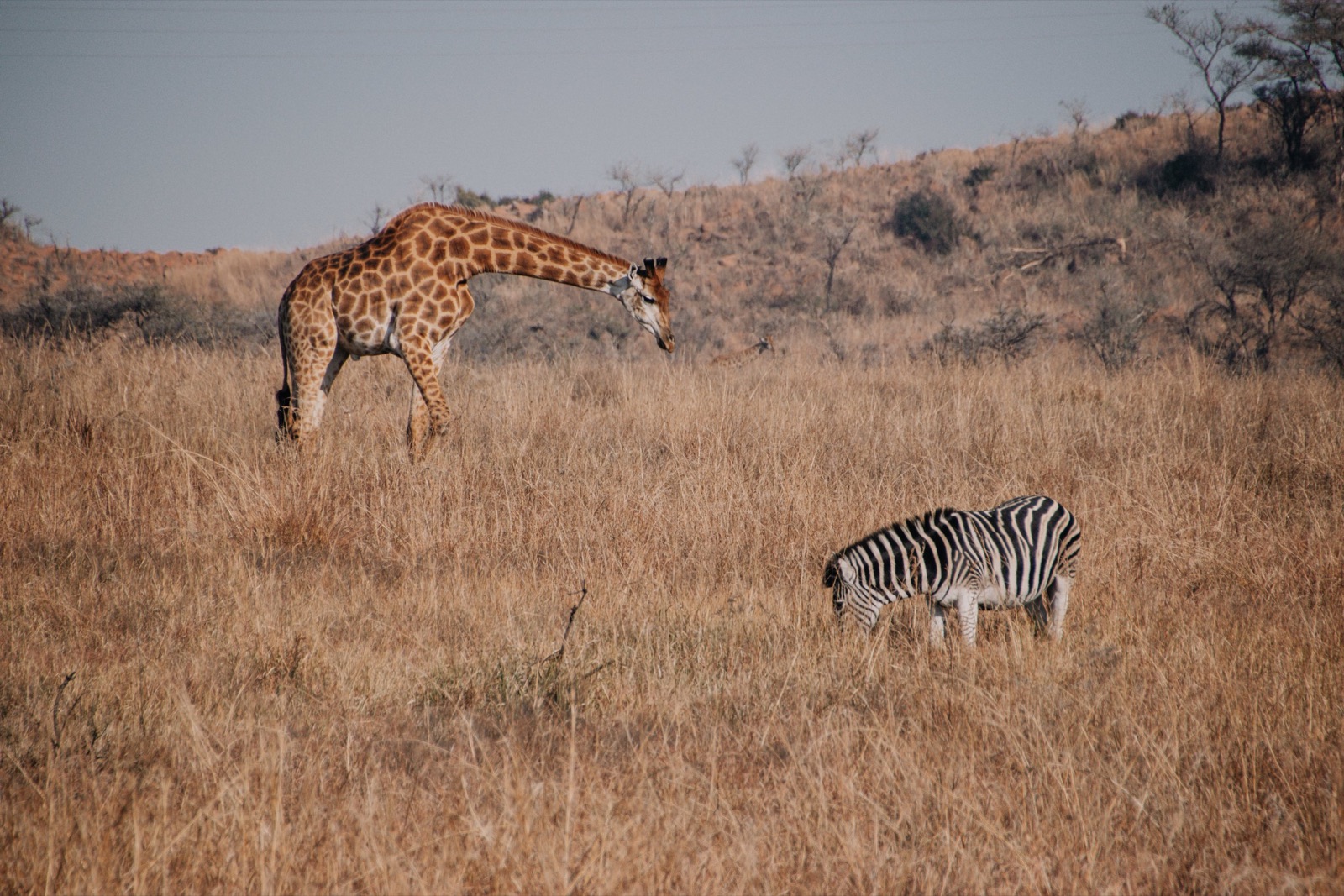 nambiti game reserve is full of diversity
