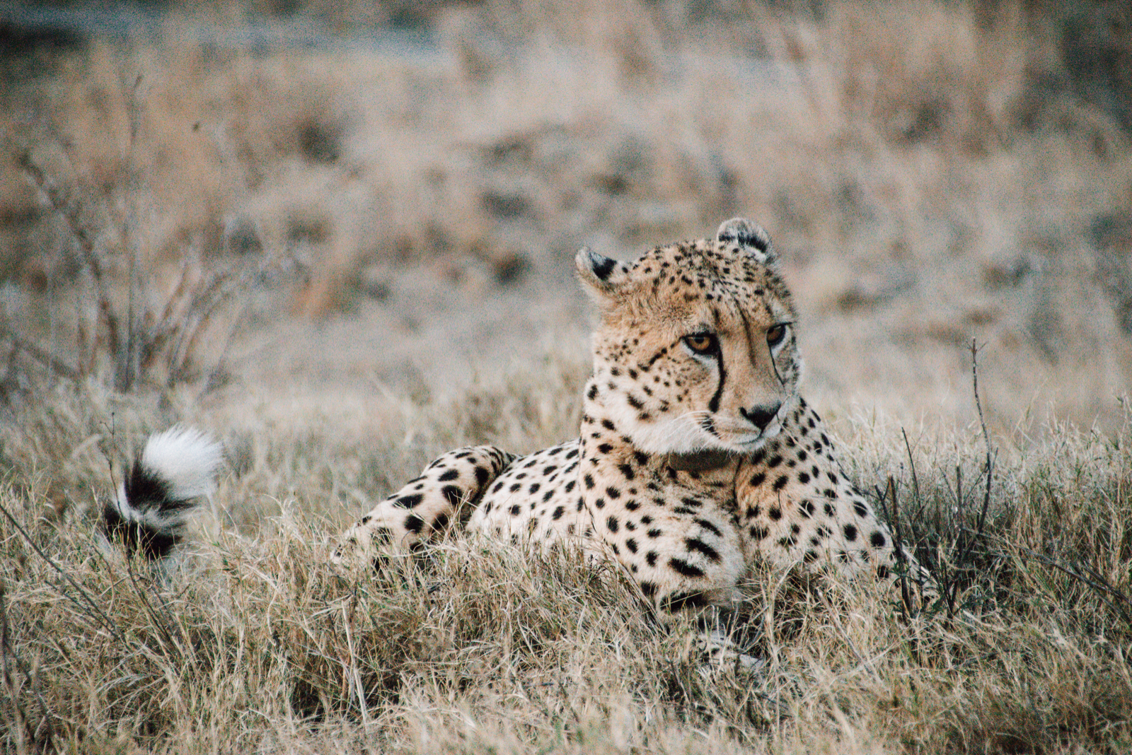 a beautiful cheetah taking a rest during afternoon time