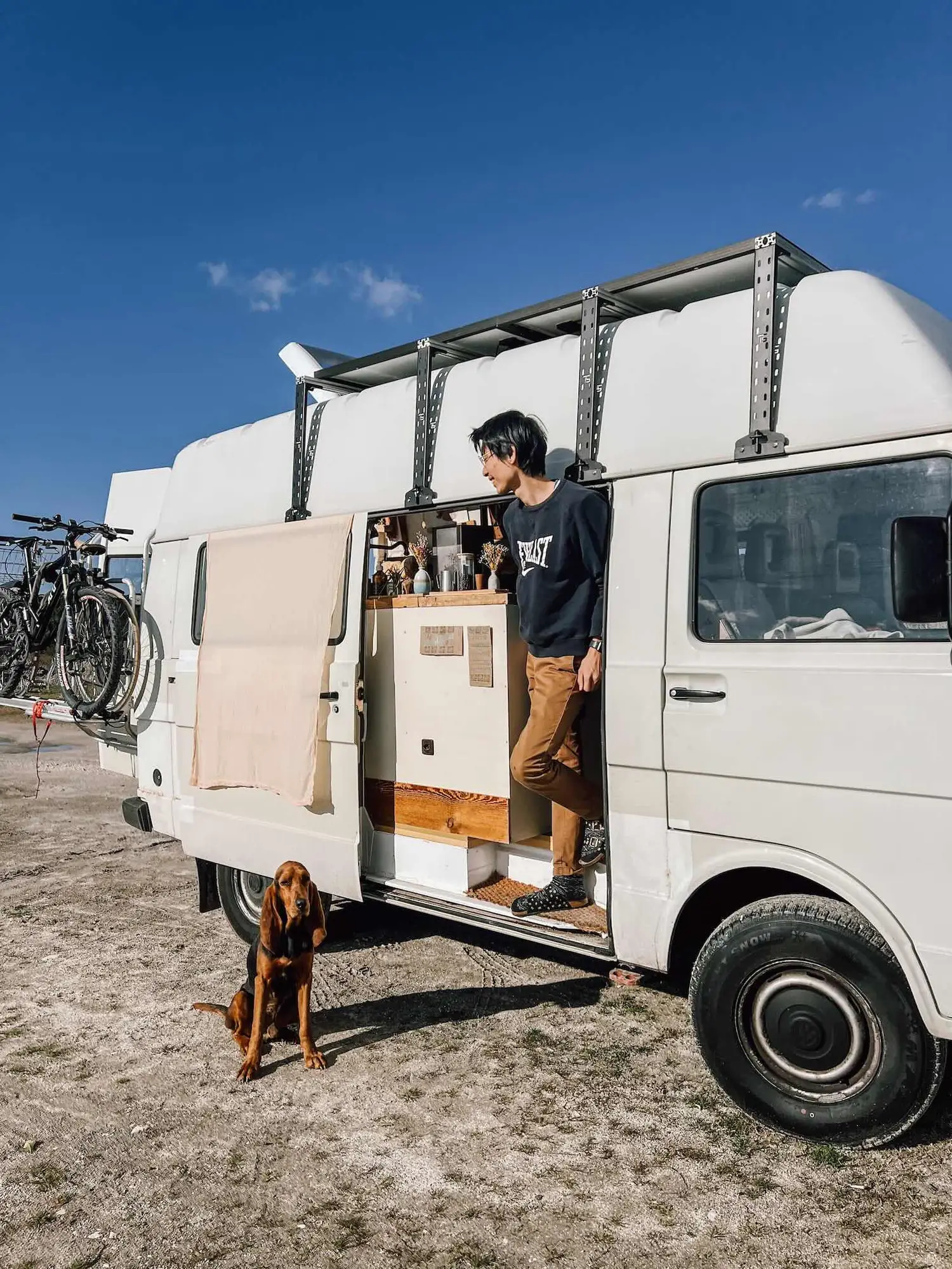 friendly street dogs at the campsite