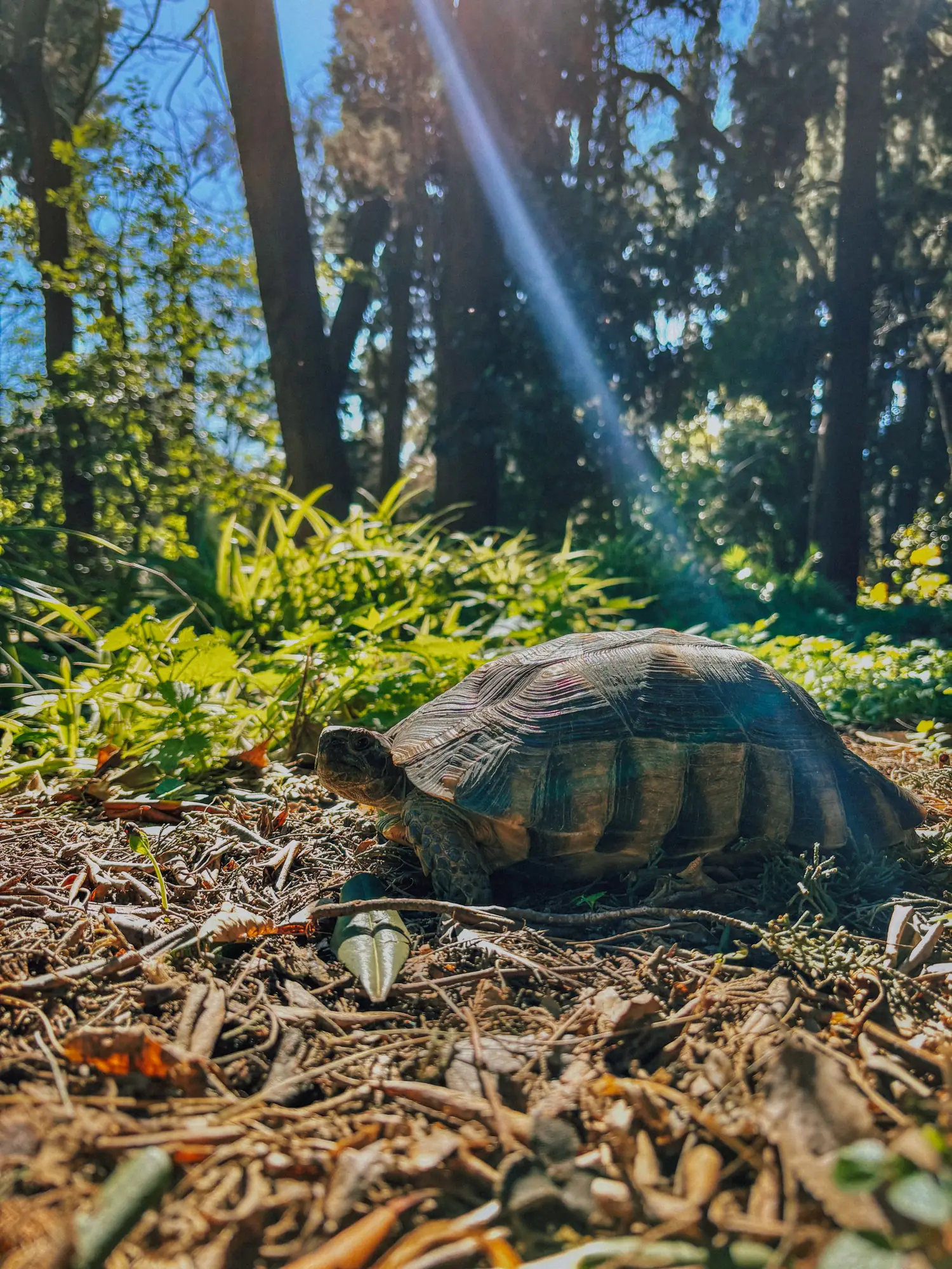 a tortoise in a park in athens