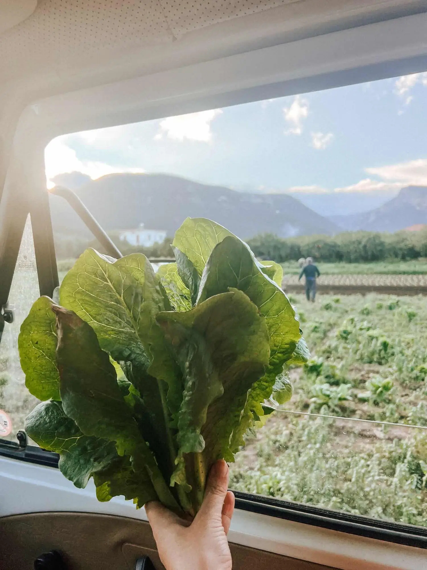 fresh vegetables from the field