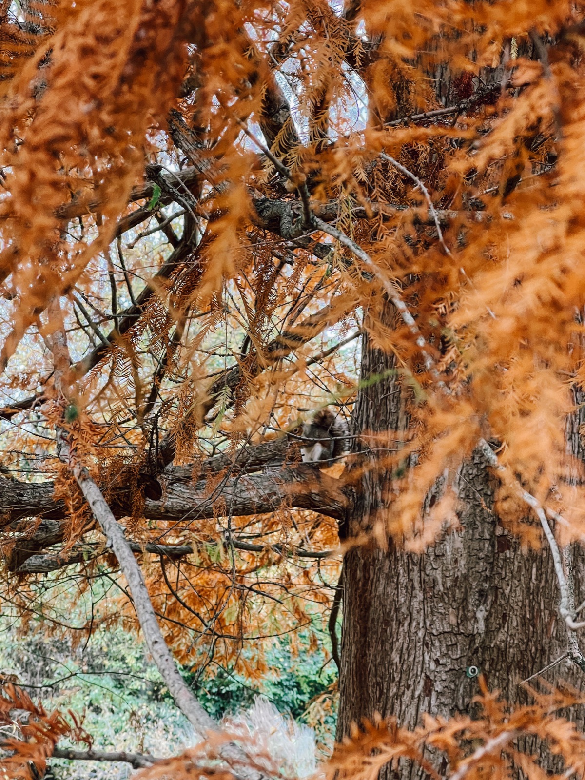 can you spot the squirrel?