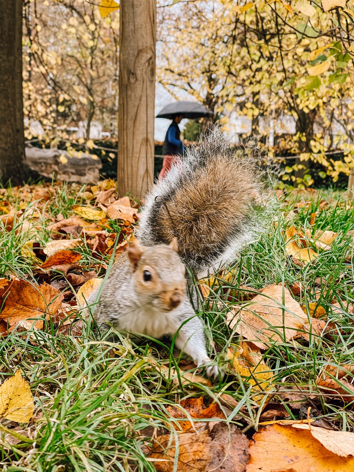 a grey squirrel in hyde park