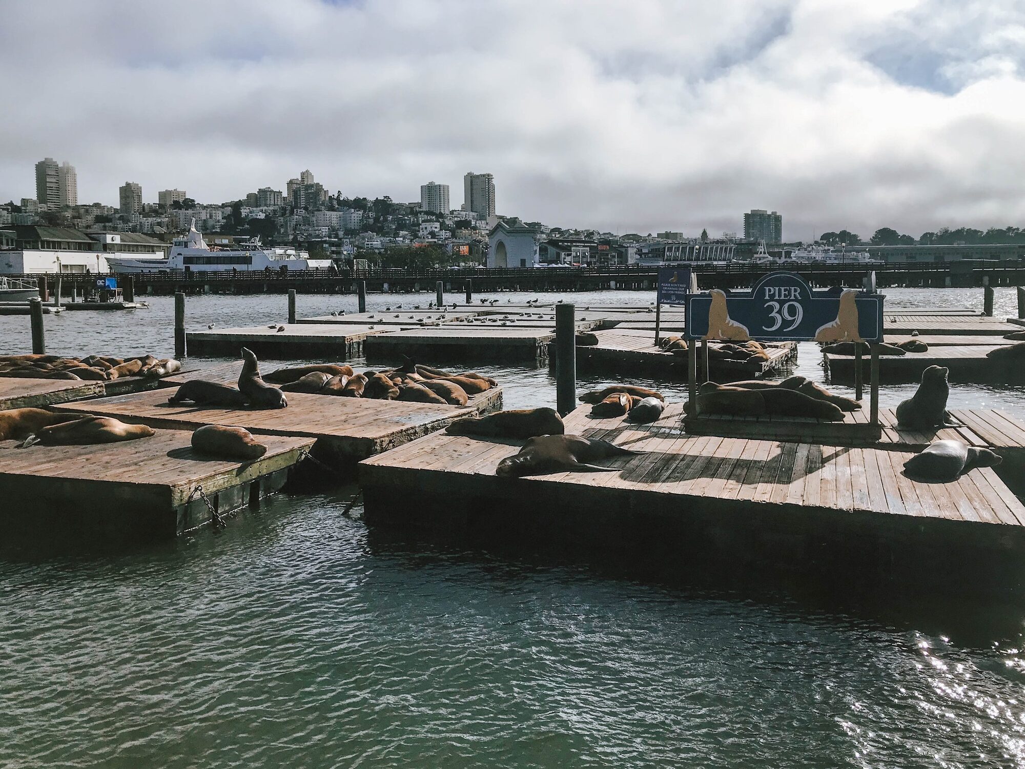 sea lions call pier 39 their home