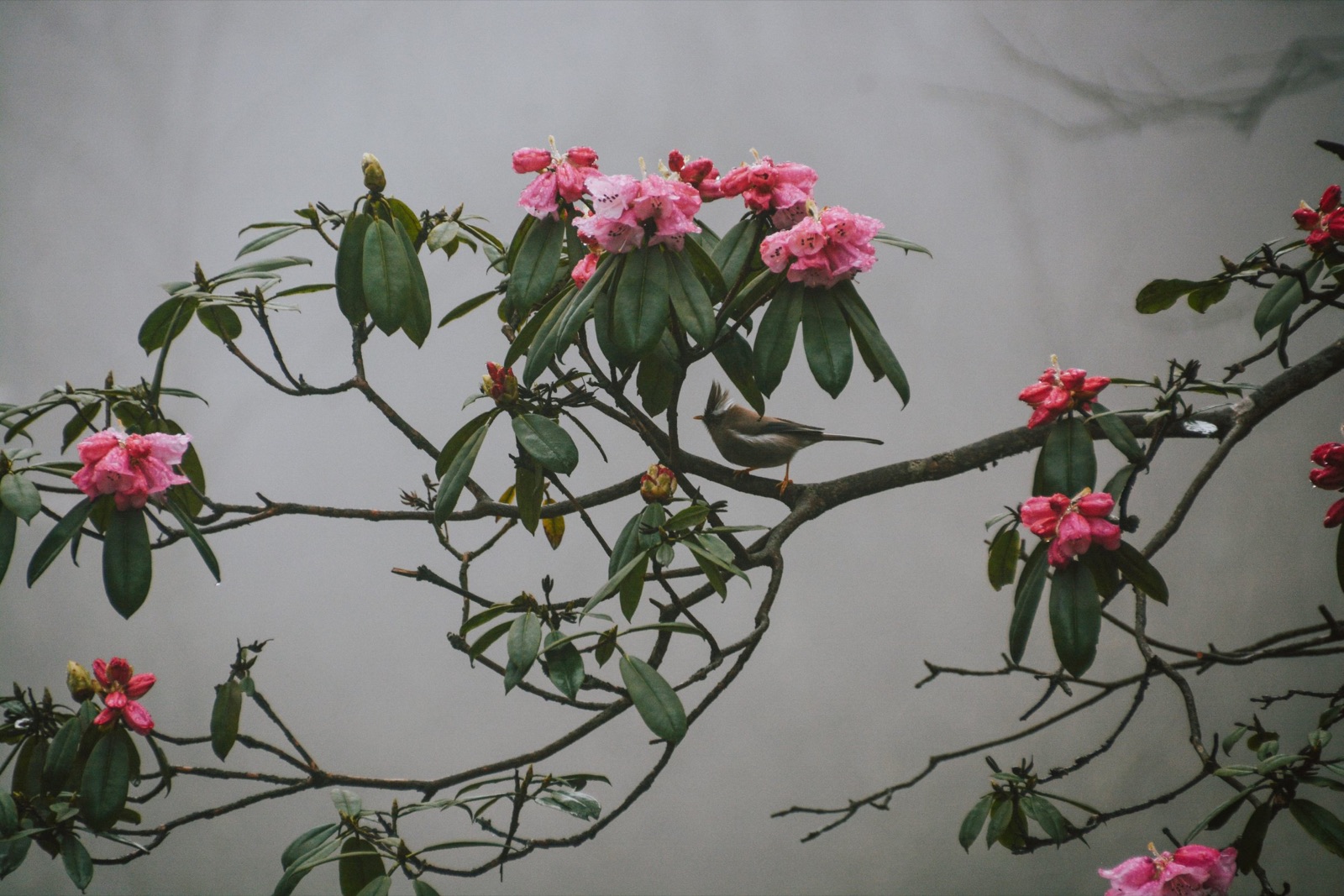 lively in the grey when you listen closely