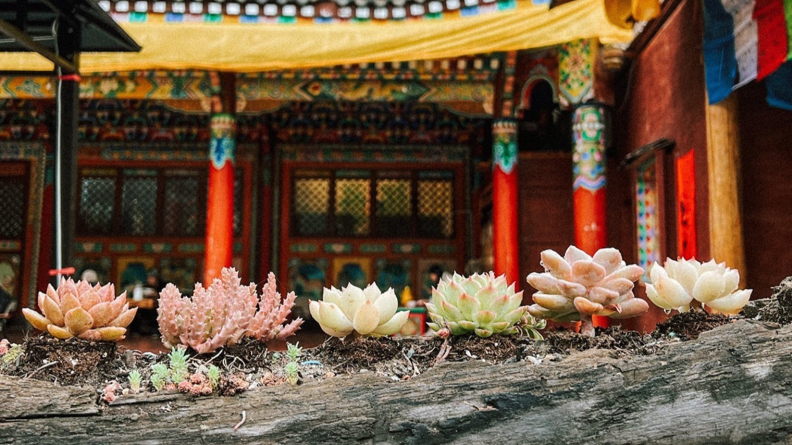 native tibetan accents in jiuzhaigou