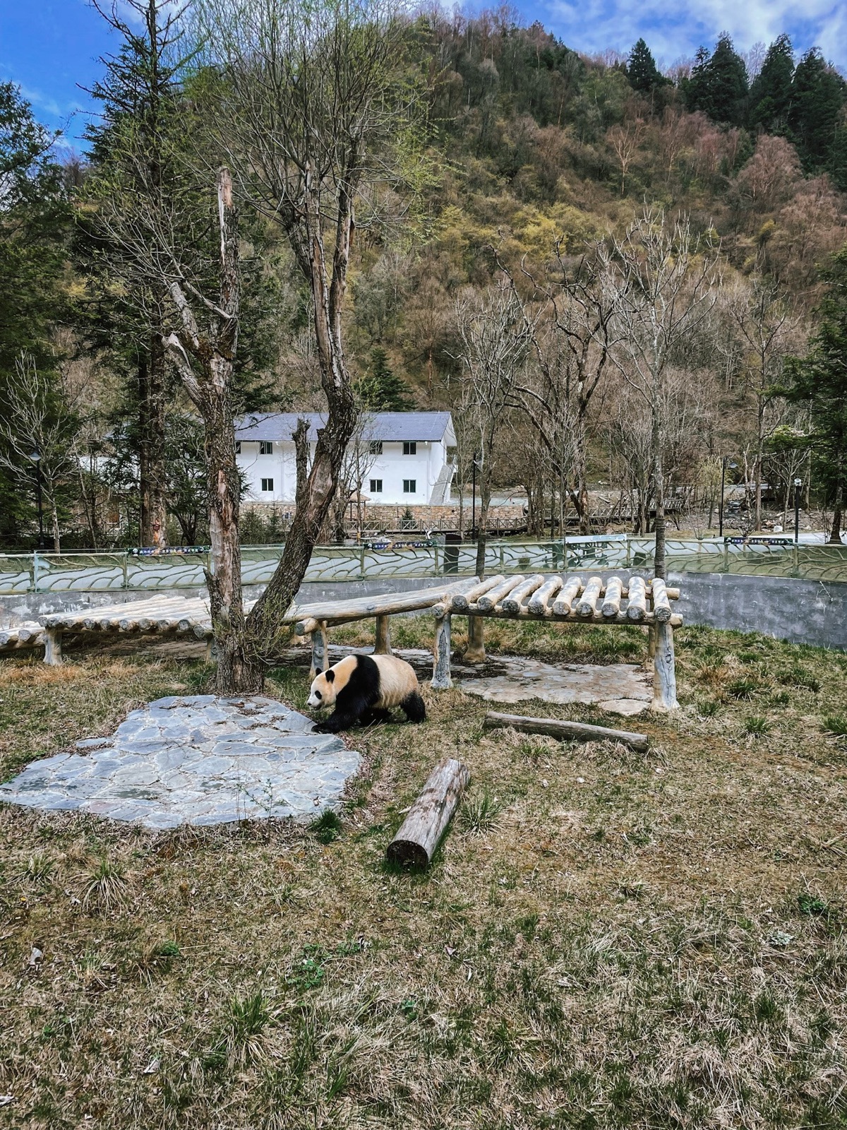 did you know that pandas live between a height of 5000 and 1000 ft? this place in jiawuchi resembles much more of a panda's natural habitat