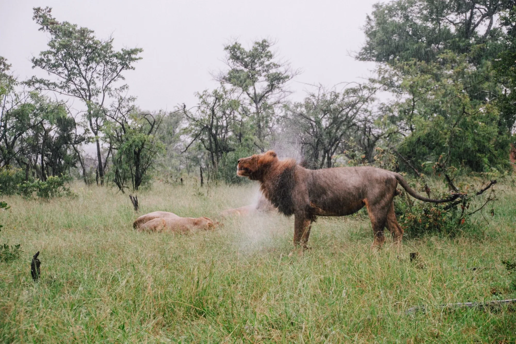 this is exactly how we felt in kruger national park