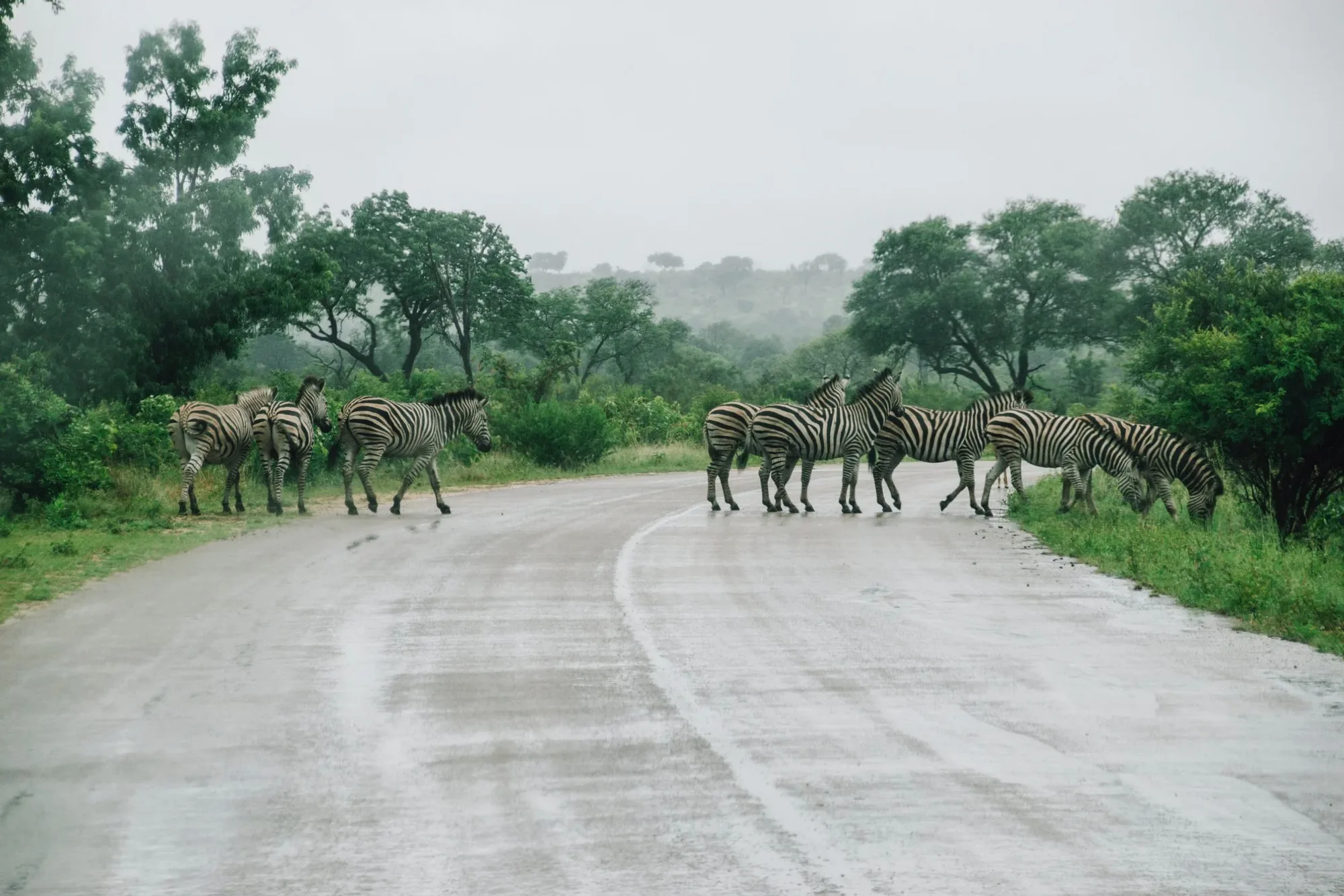 our guide liked to joke around… a zebra crossing!