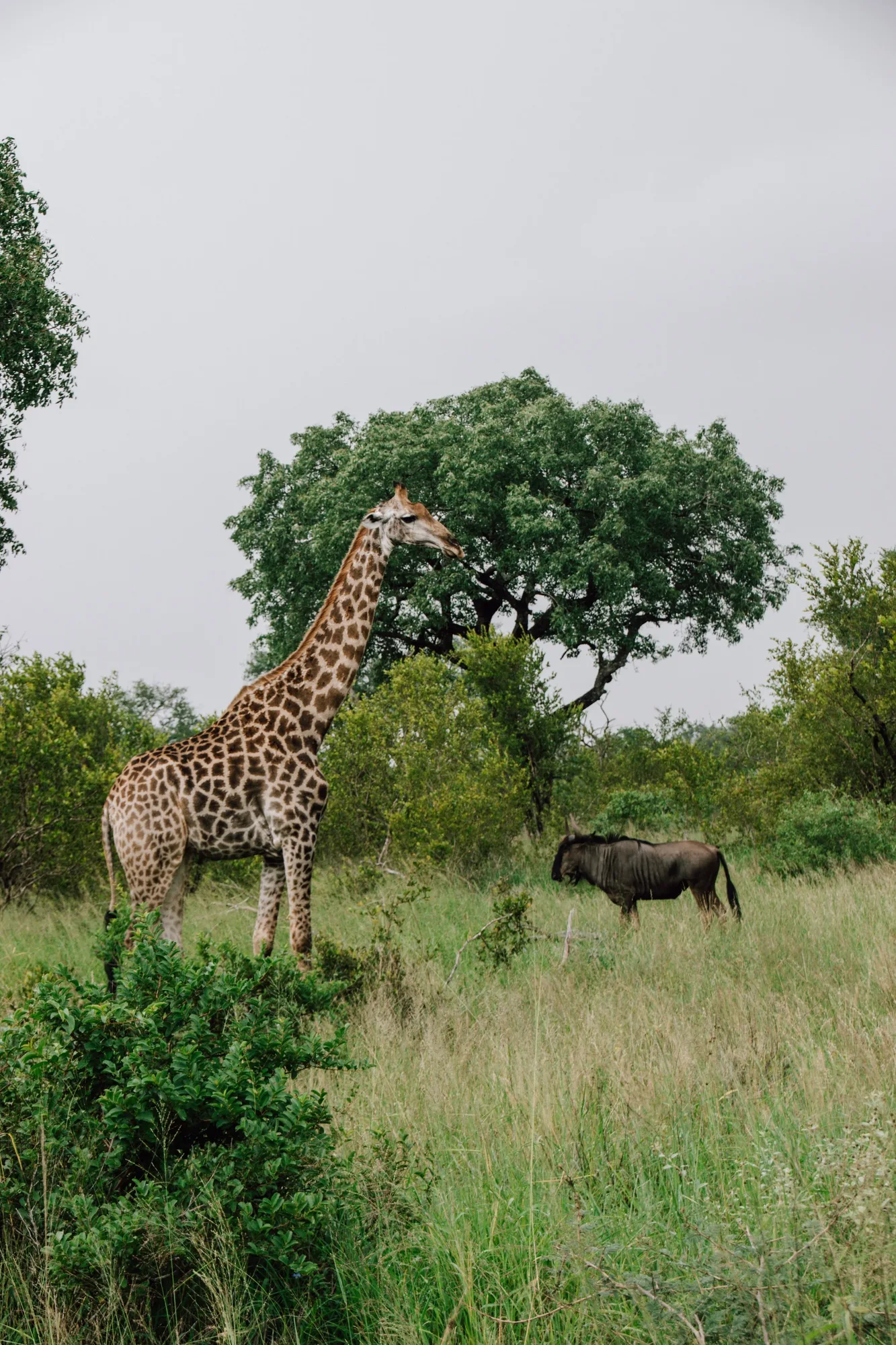 giraffe and a gnu