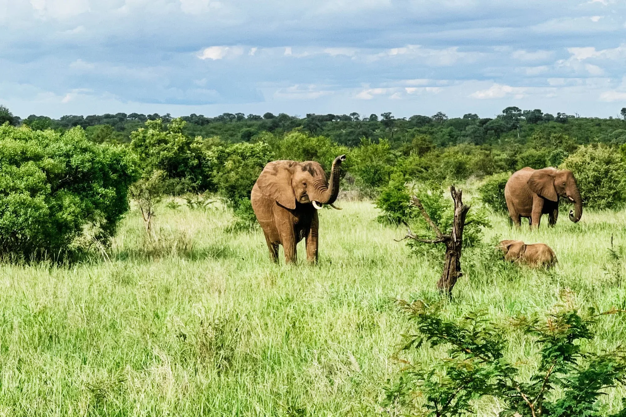 …elephants in the bush