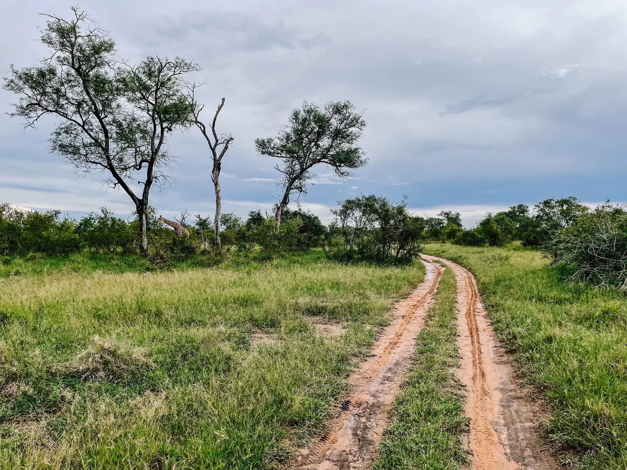we were already flying over mud pits. our driver knew exactly where to look for the animals and where to show off some ralley skills