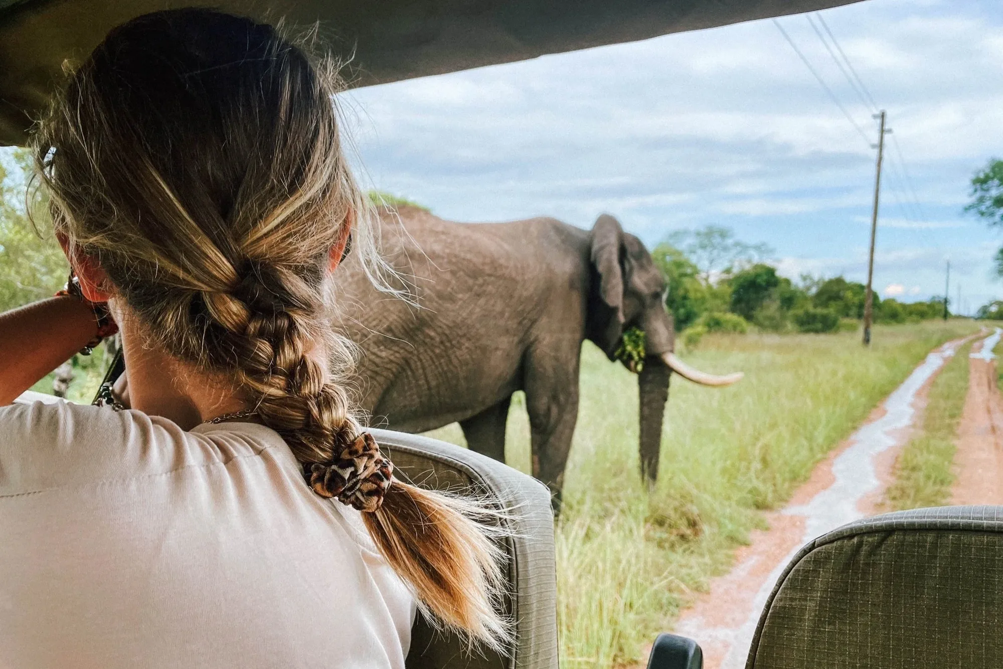 from elephants in the bush
