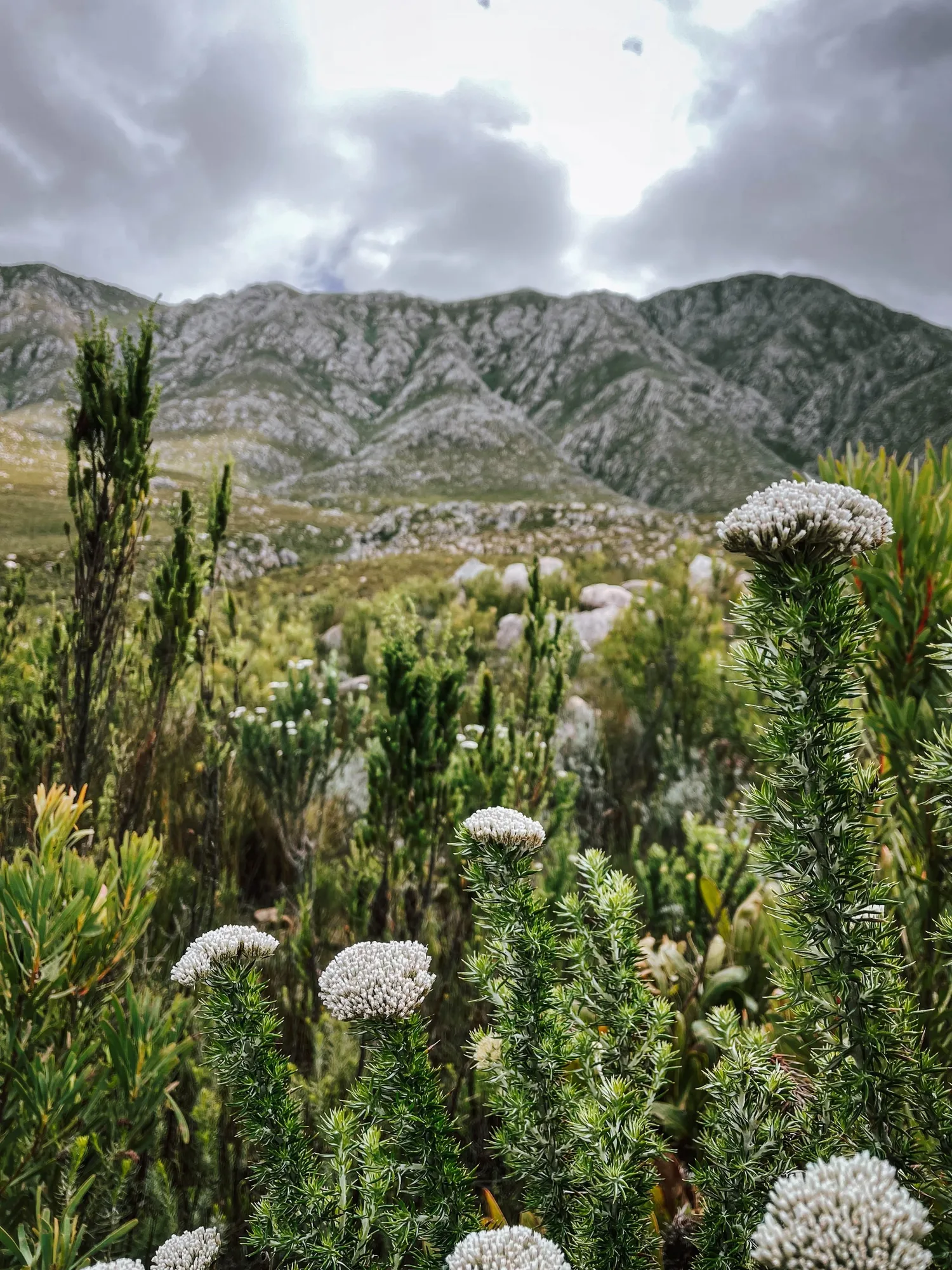 pristine fynbos flora