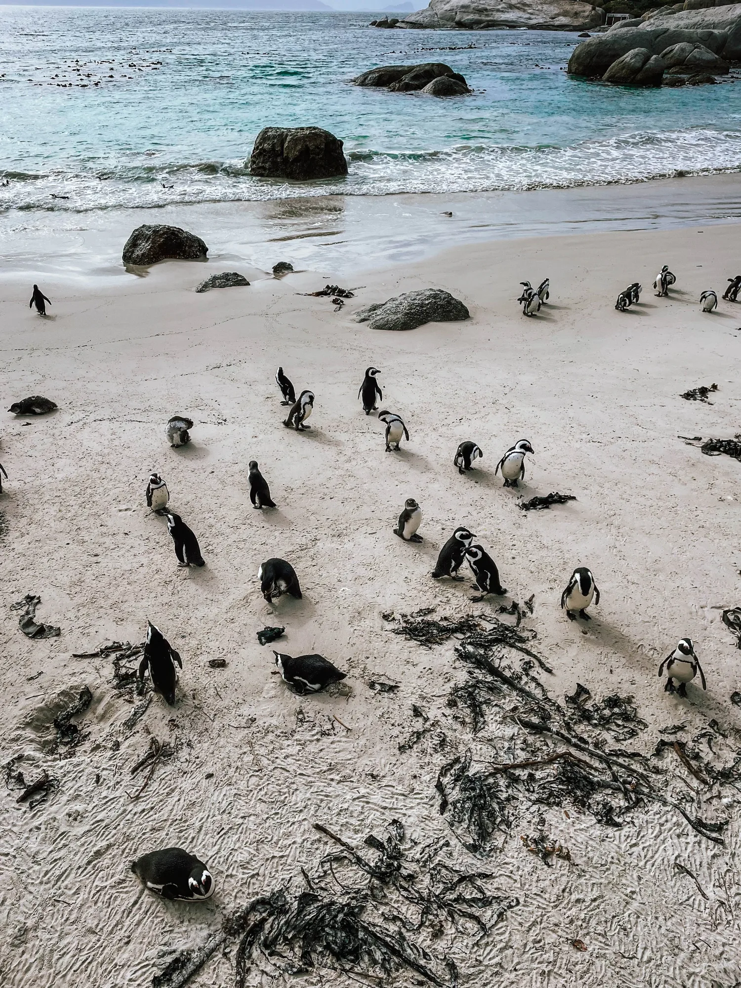 african penguins chillin' on the beach