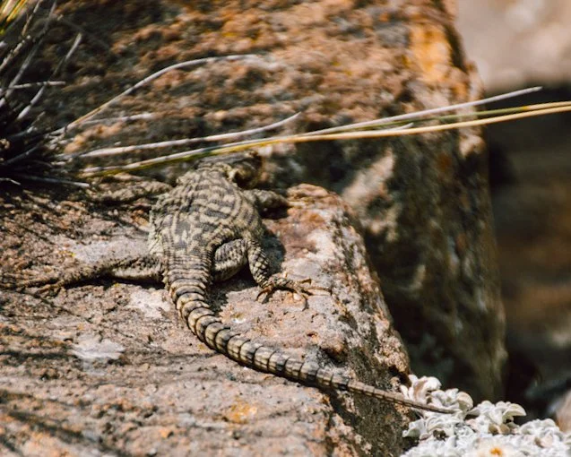 up close: a lizard camouflaged in the warm rocks