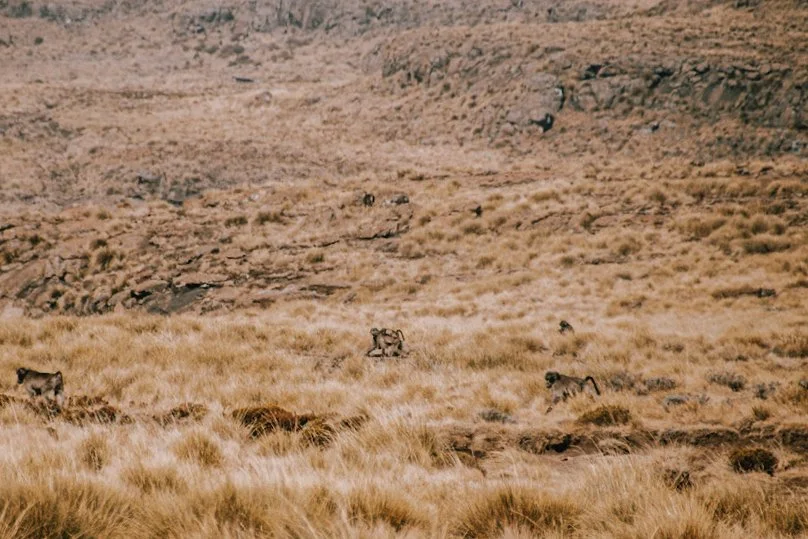 from afar: chacma baboons on the go