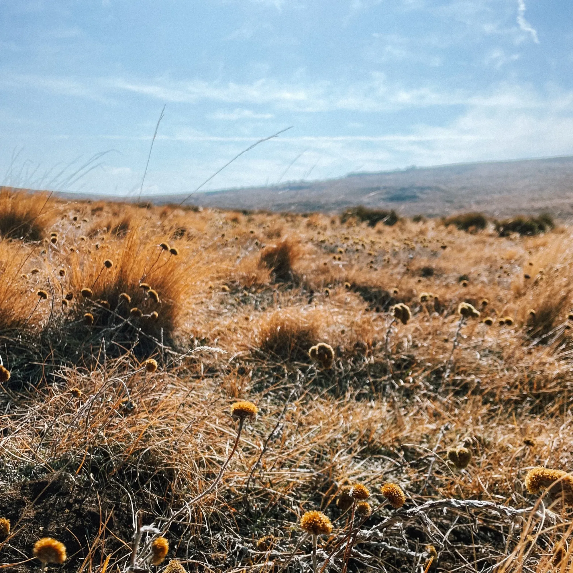 in winter everything up here is dry and glowing in gold