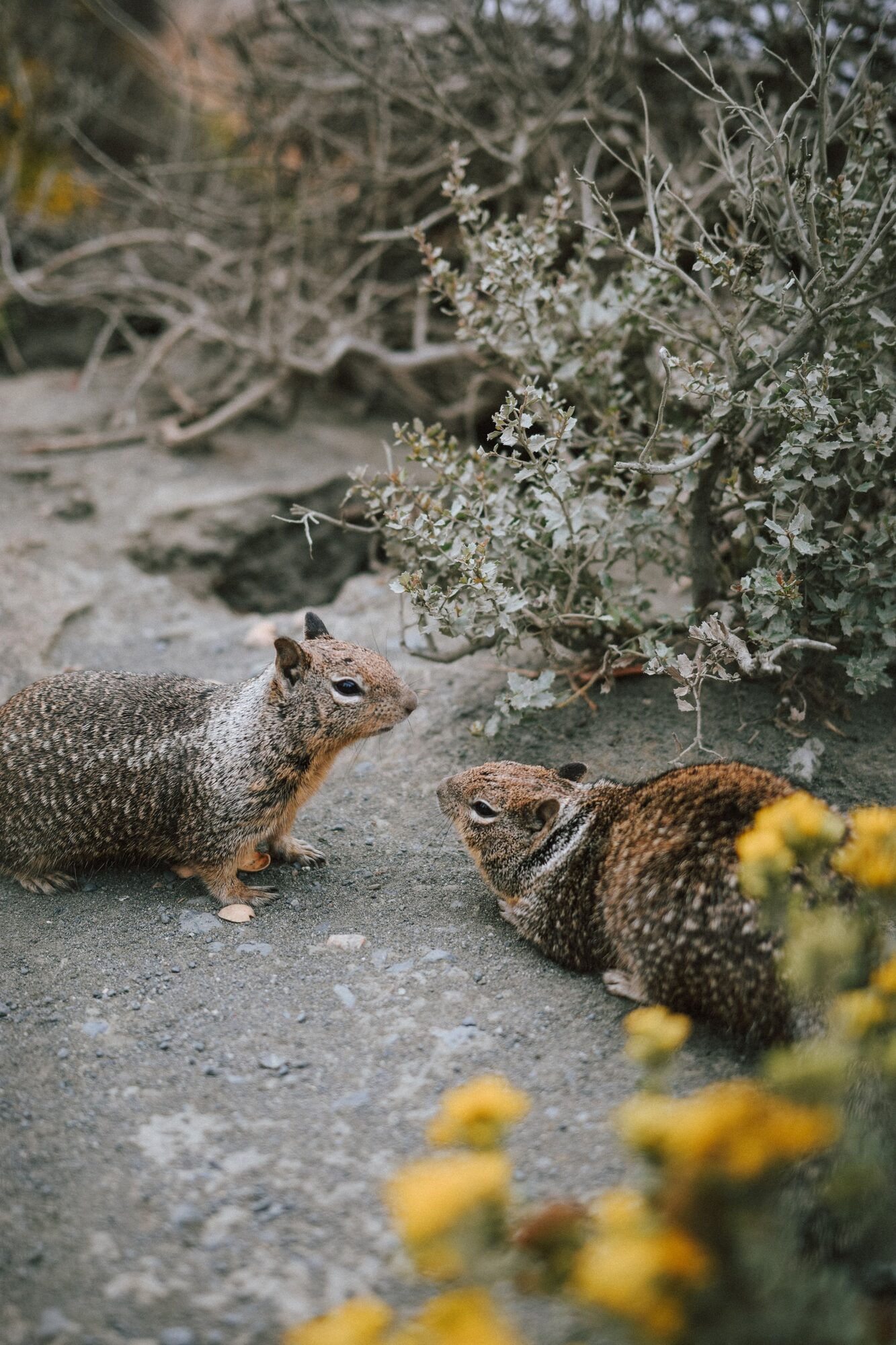 a squirrel hug from big sur