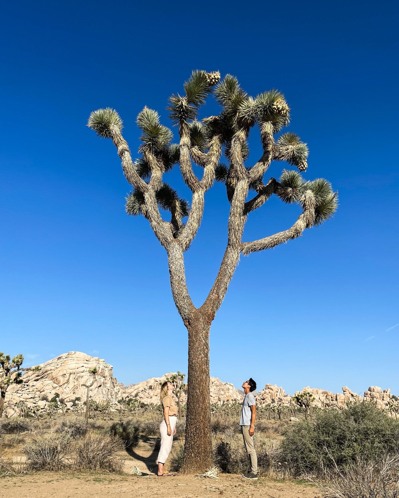 a giant joshua tree