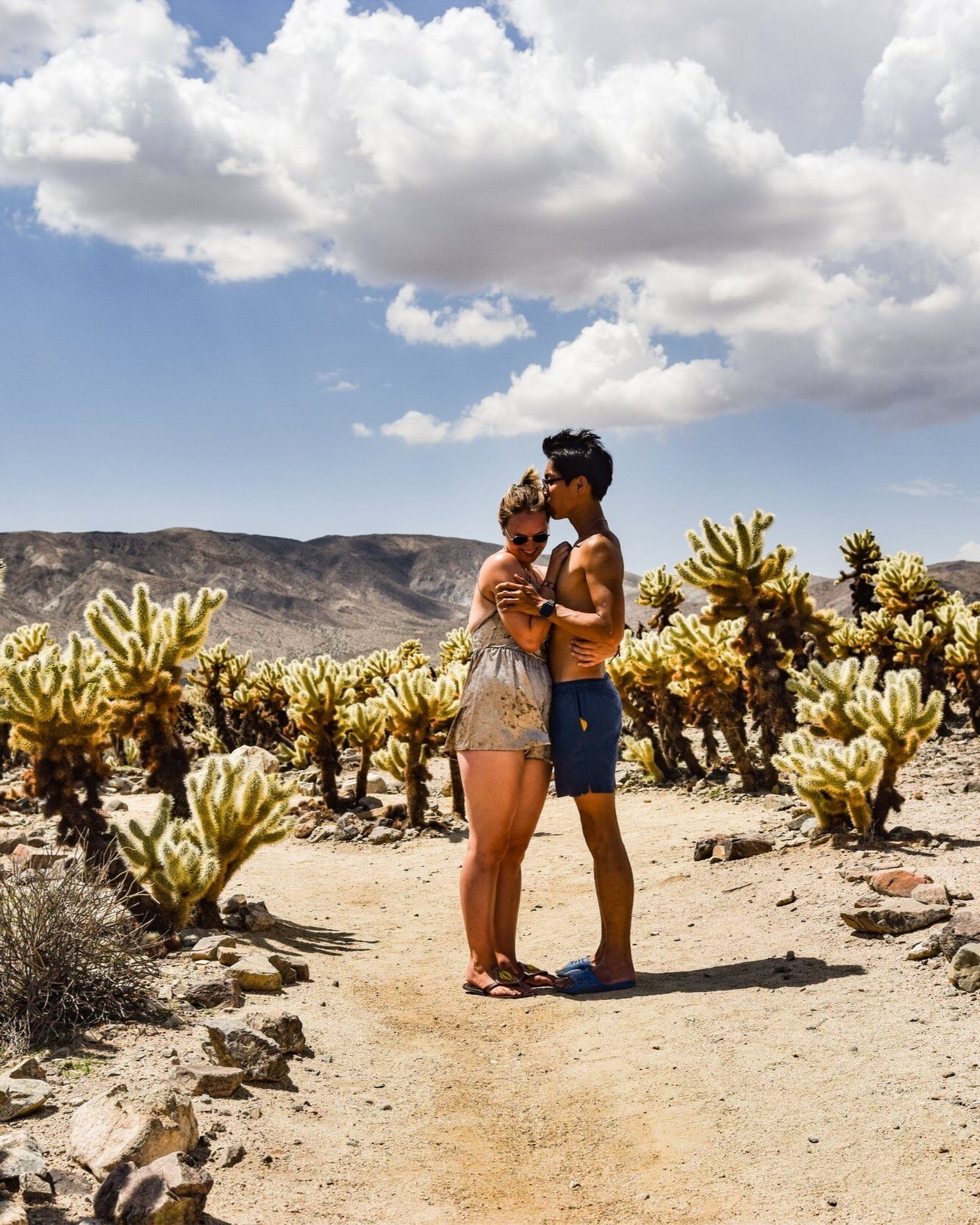 a hundred degrees in cholla cactus garden before the storm