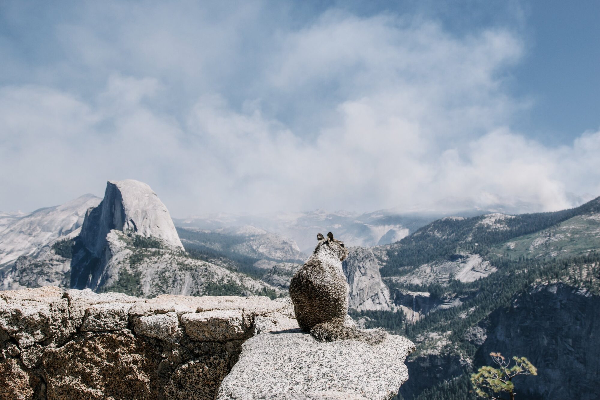 portrait of a thief: a squirrel and the half dome in yosemite. unfortunately, the clouds aren't clouds but smoke from a nearby forest fire