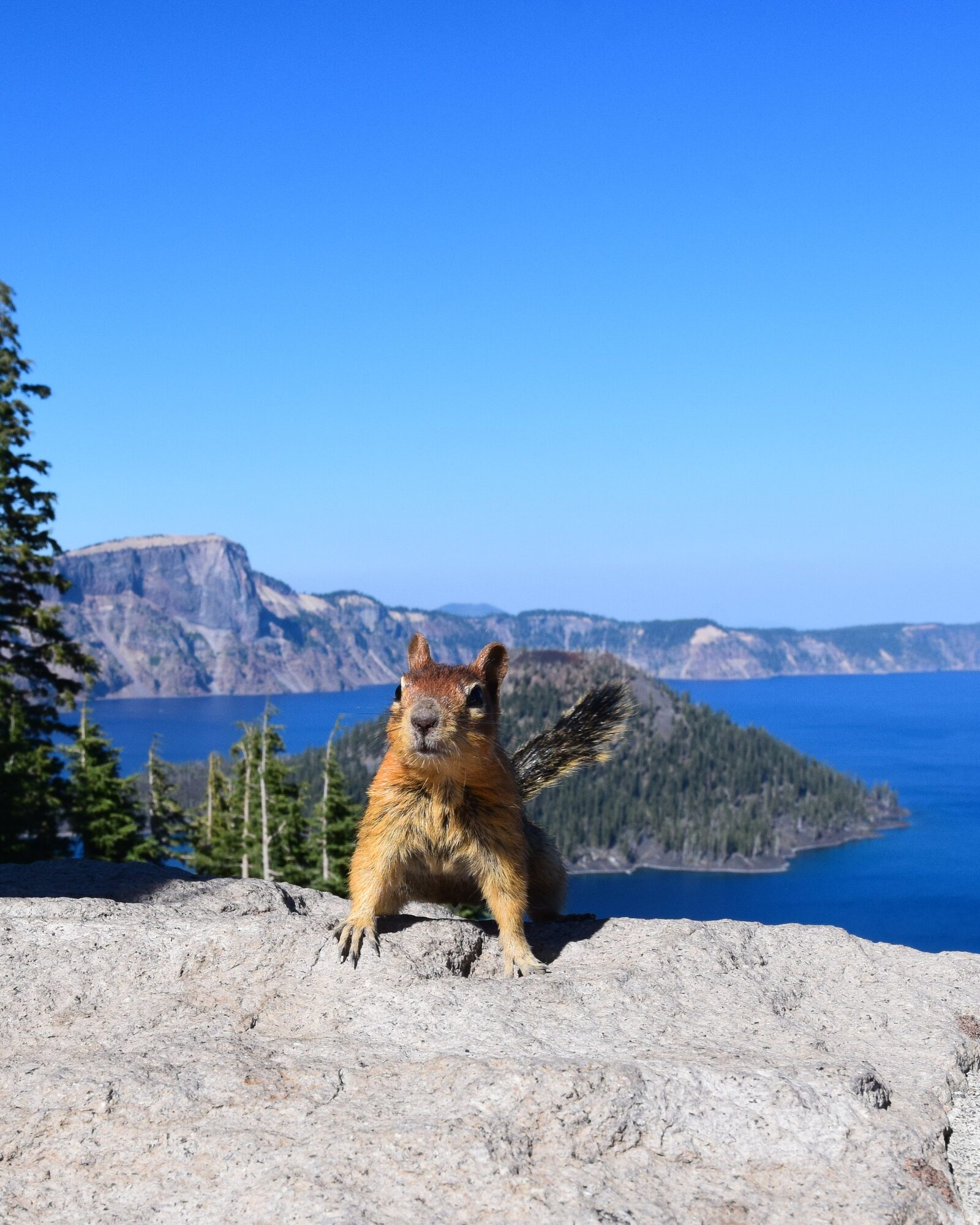 one of my favorite squirrel portraits, crater lake national park