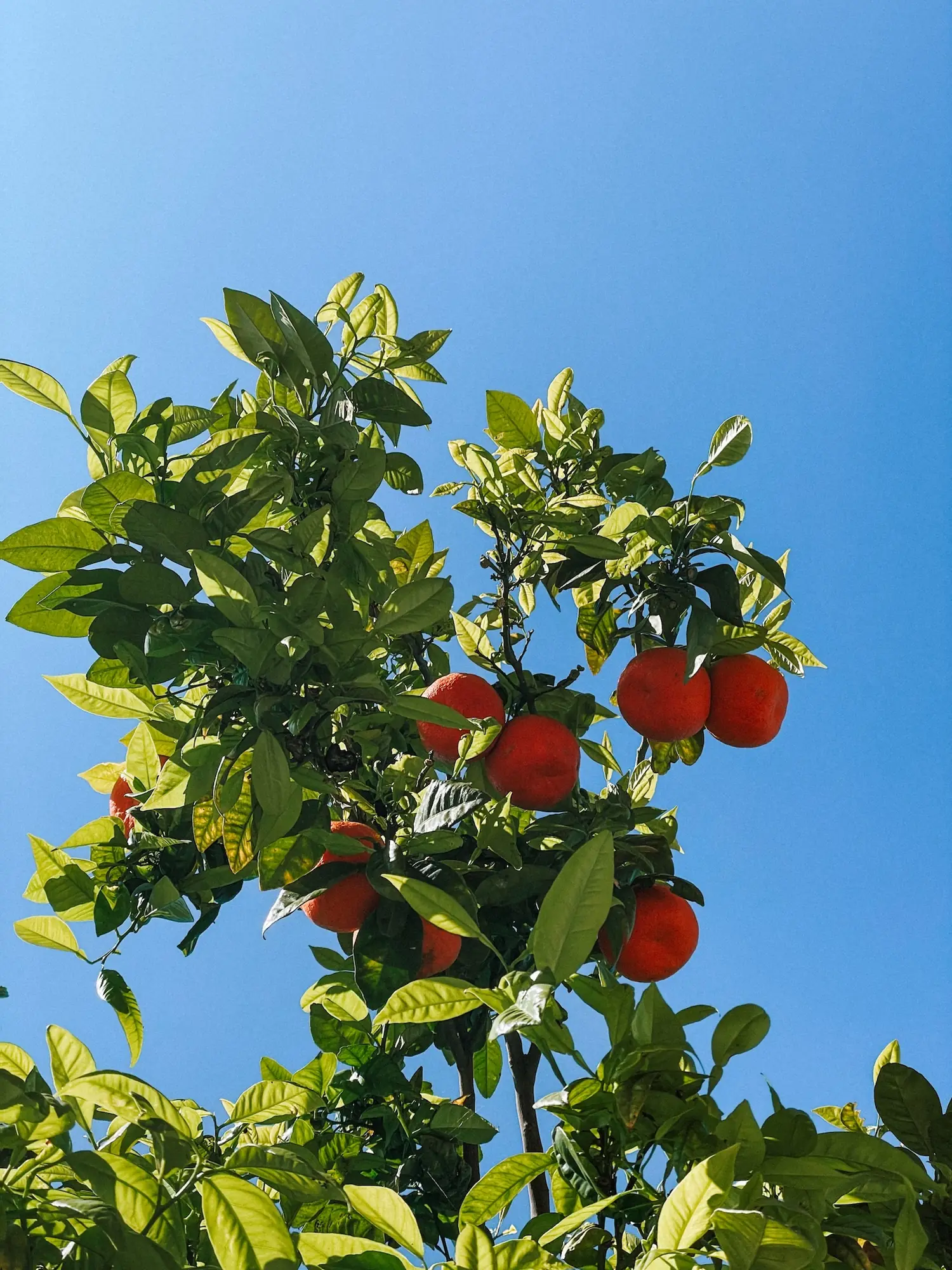 oranges on a tree against a blue sky