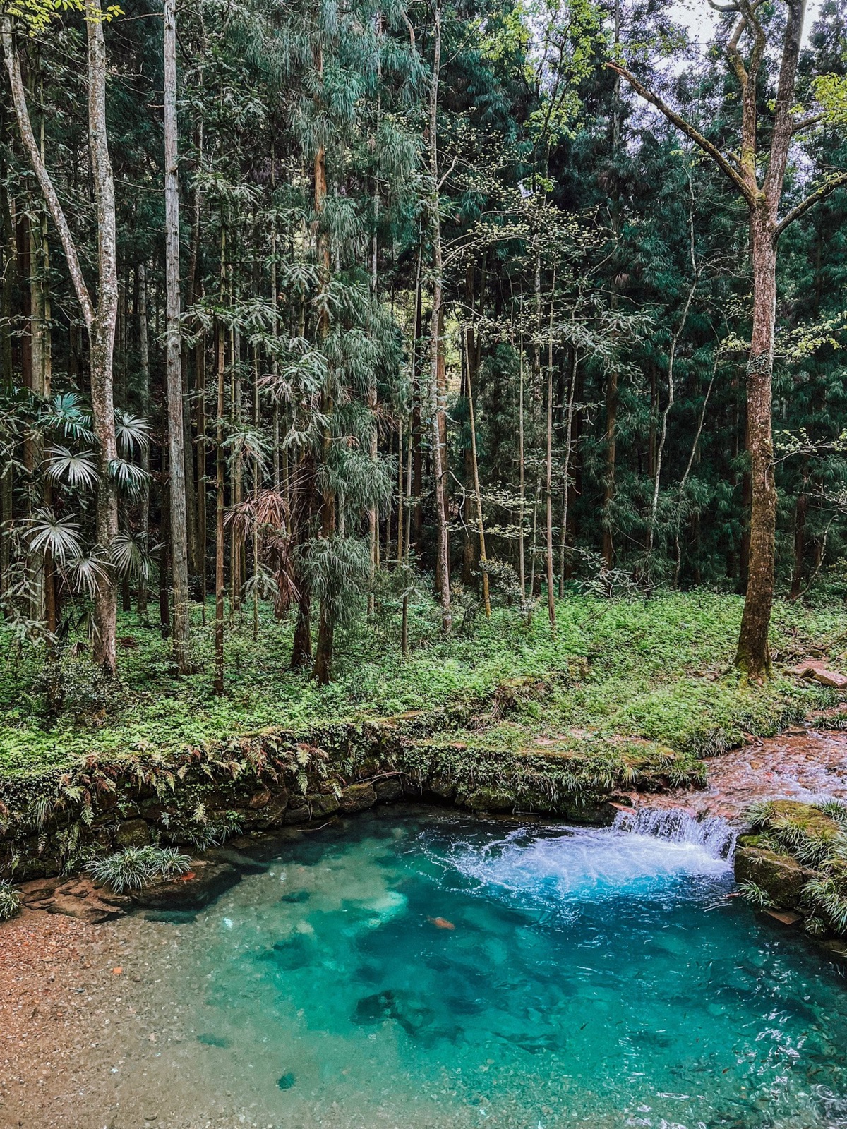 a forest pool with crystal-clear turquoise water